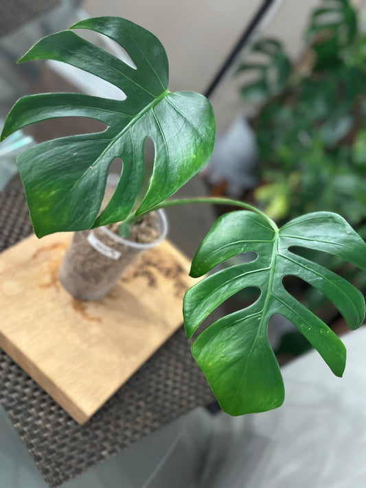 Monstera Sierrana - #3