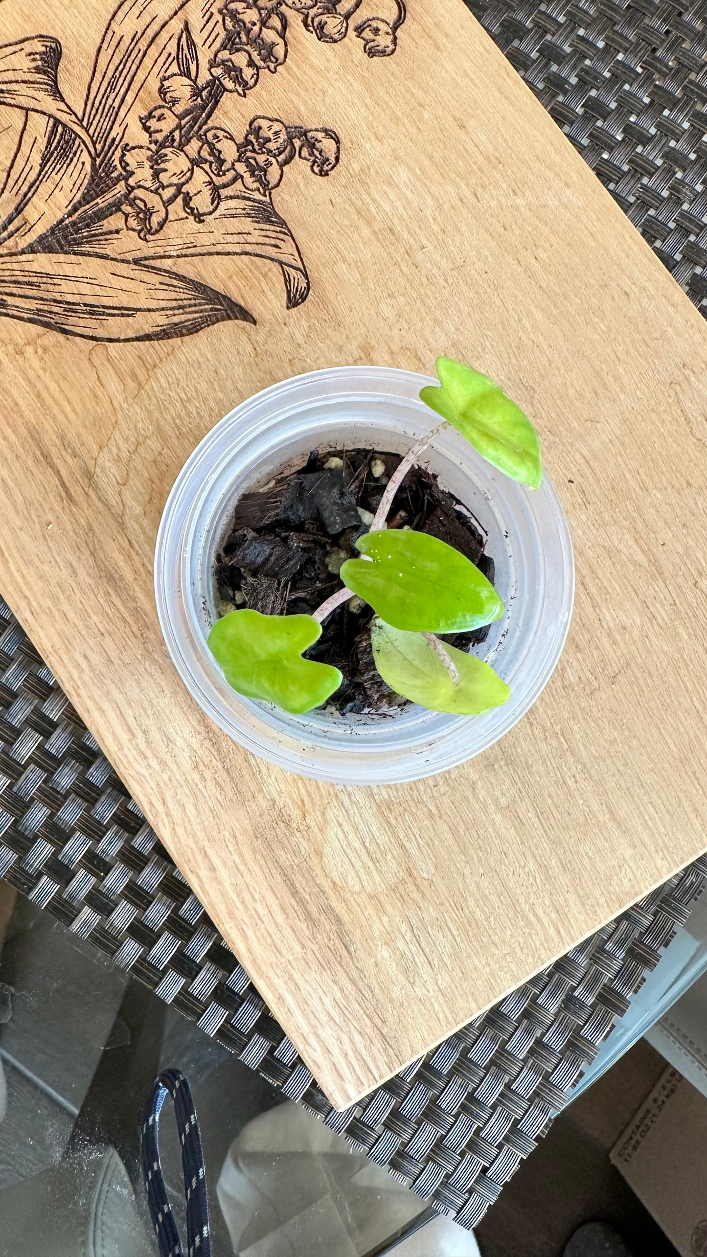 Alocasia Corazon Albo Pup - #2