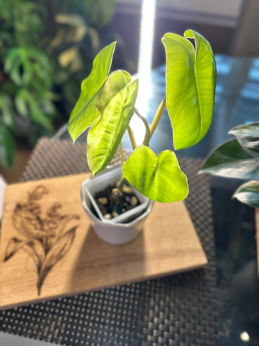 Philodendron Burle Marx