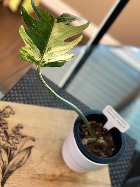 Philodendron Caramel Marble Variegated - #2
