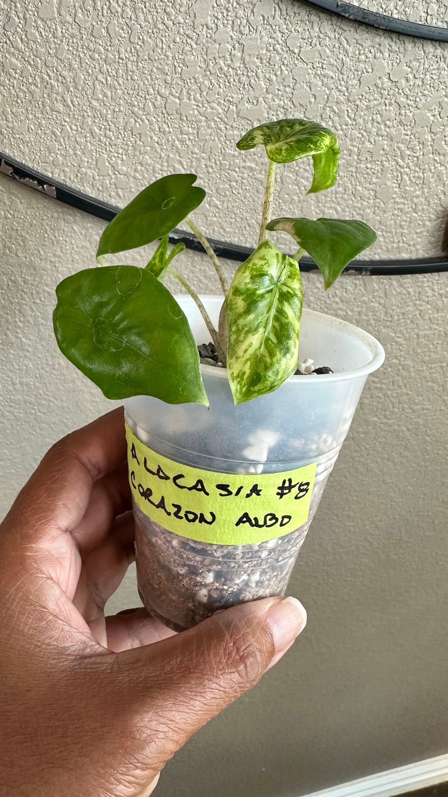 Alocasia Corazon Albo - #8