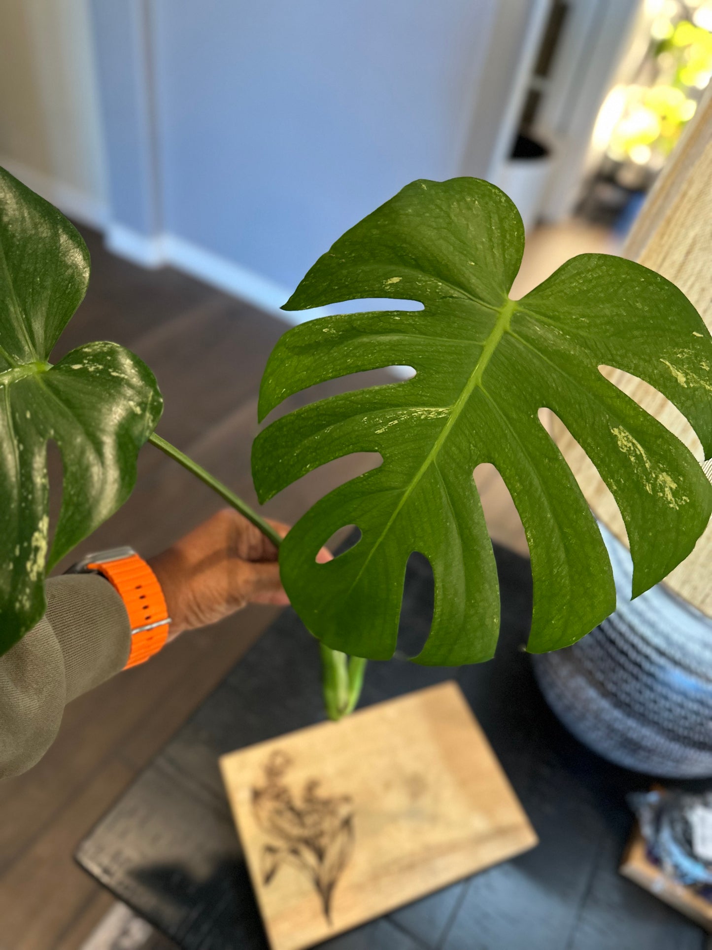 Monstera Mint Top Cutting