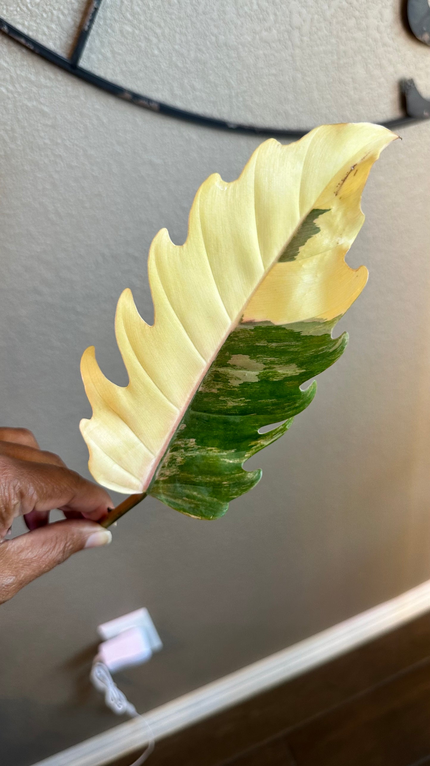 Philodendron Caramel Marble Variegated - #3