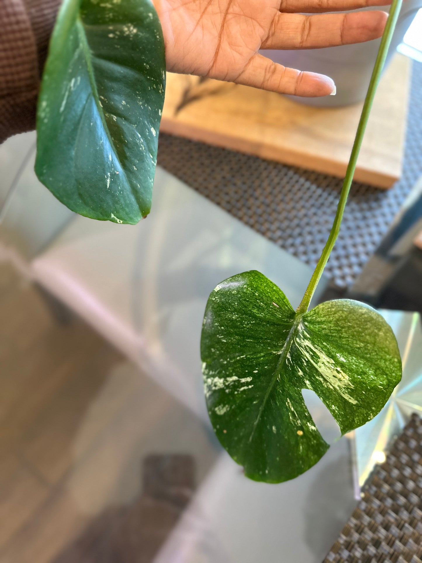 Monstera Mint White Monster - B