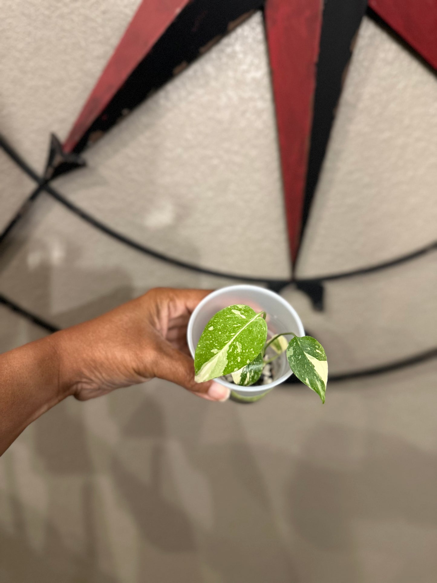 Monstera Creme Brulee - B1