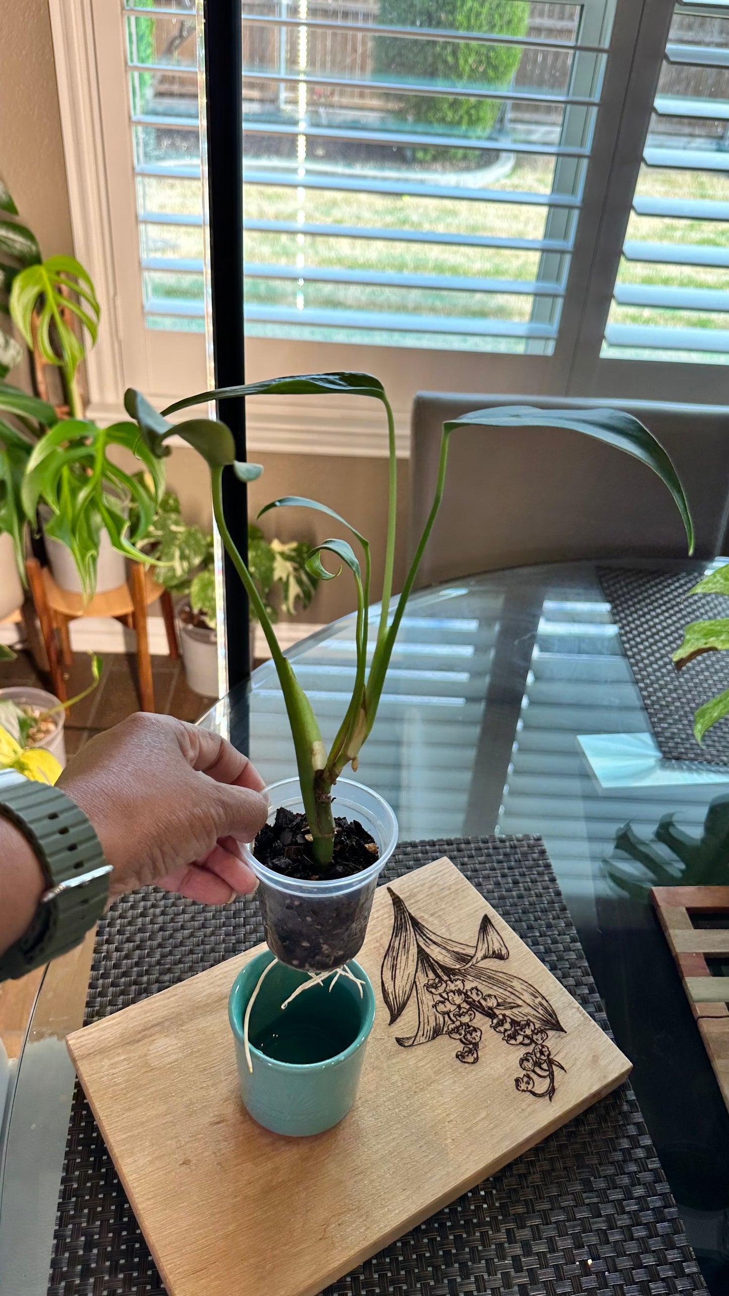 Monstera Burle Marx Flame - #1
