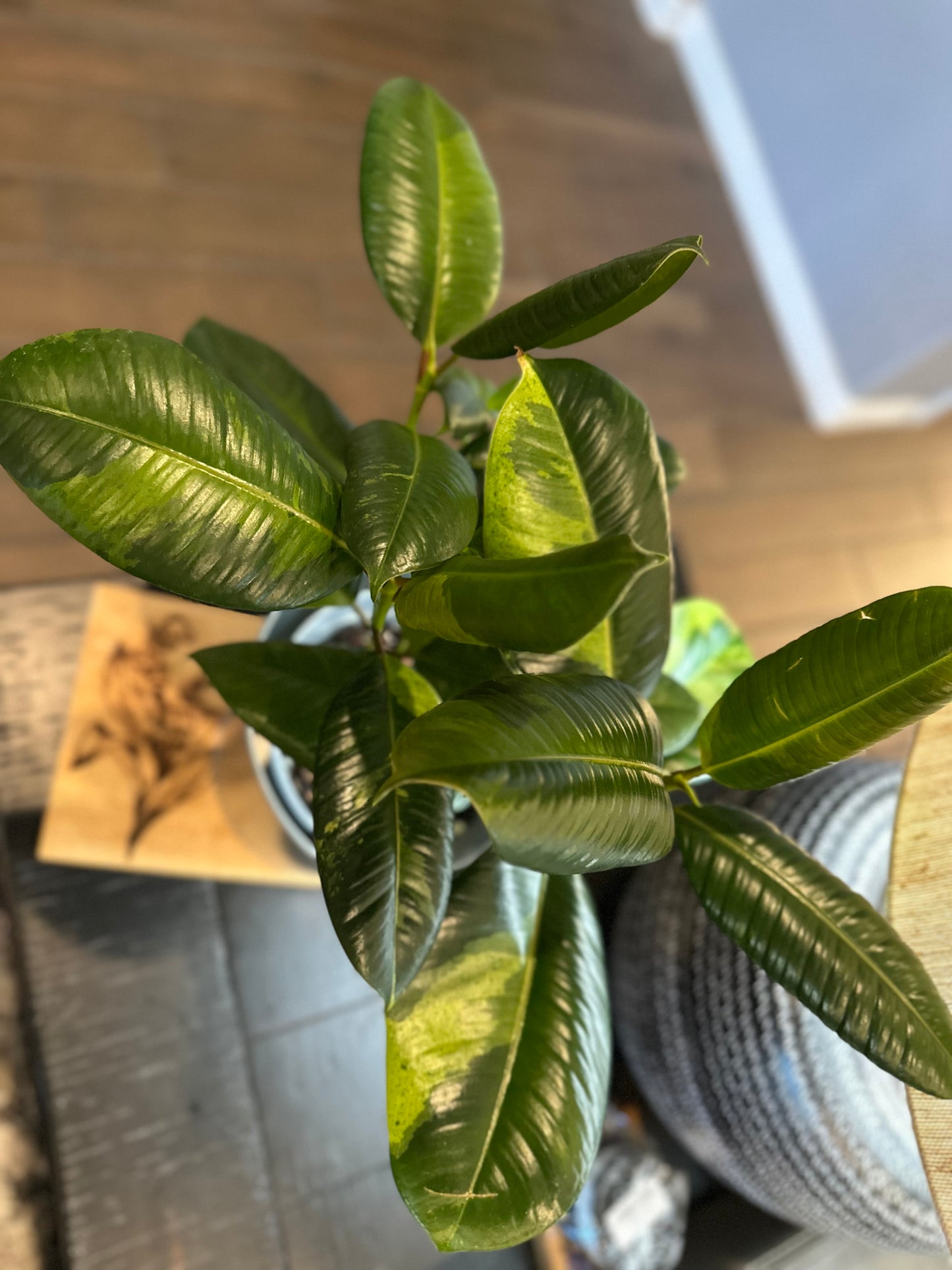 Ficus Shivereana Mutated