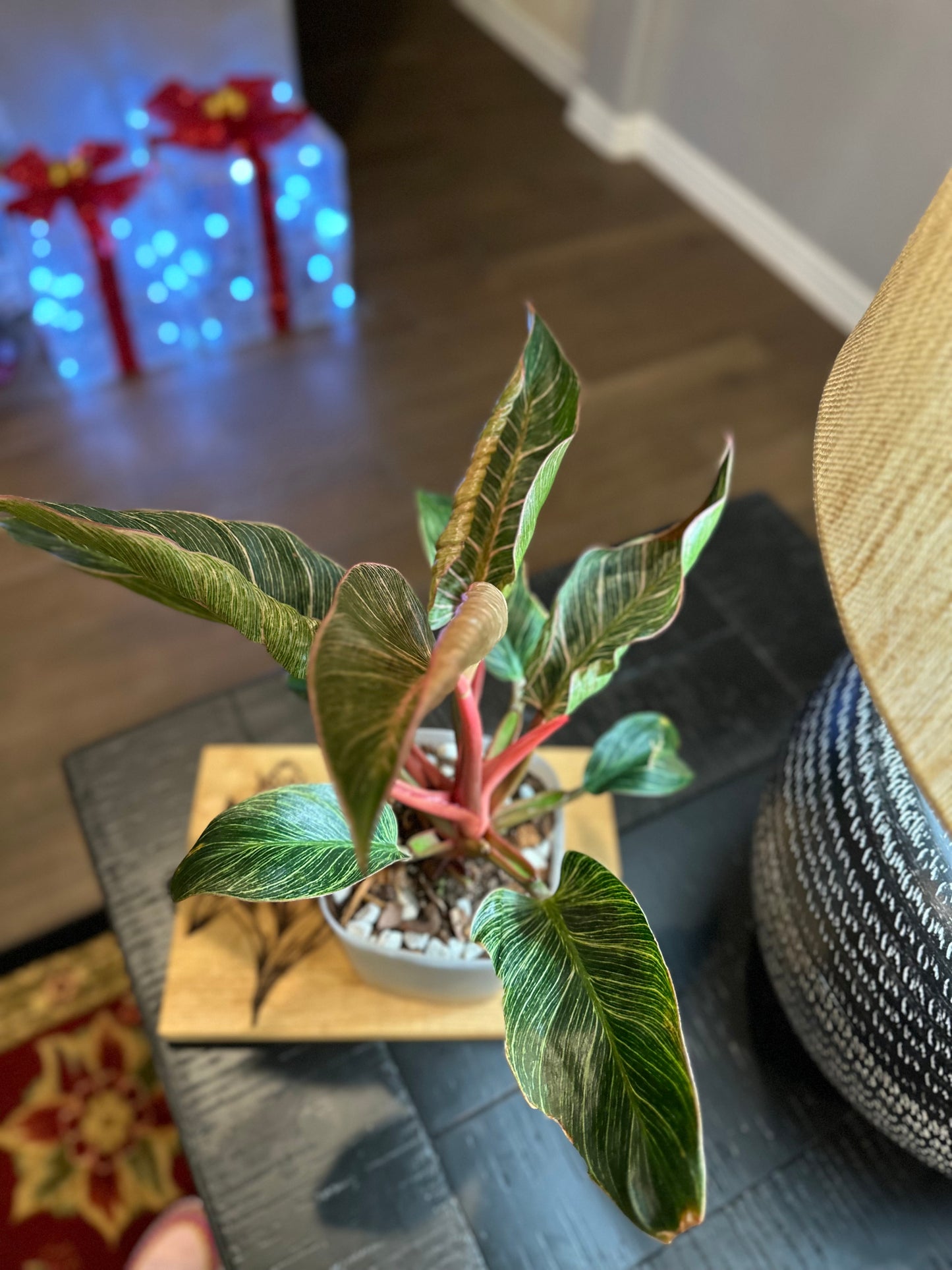 Philodendron Pink Birkin #4 - 6 inch