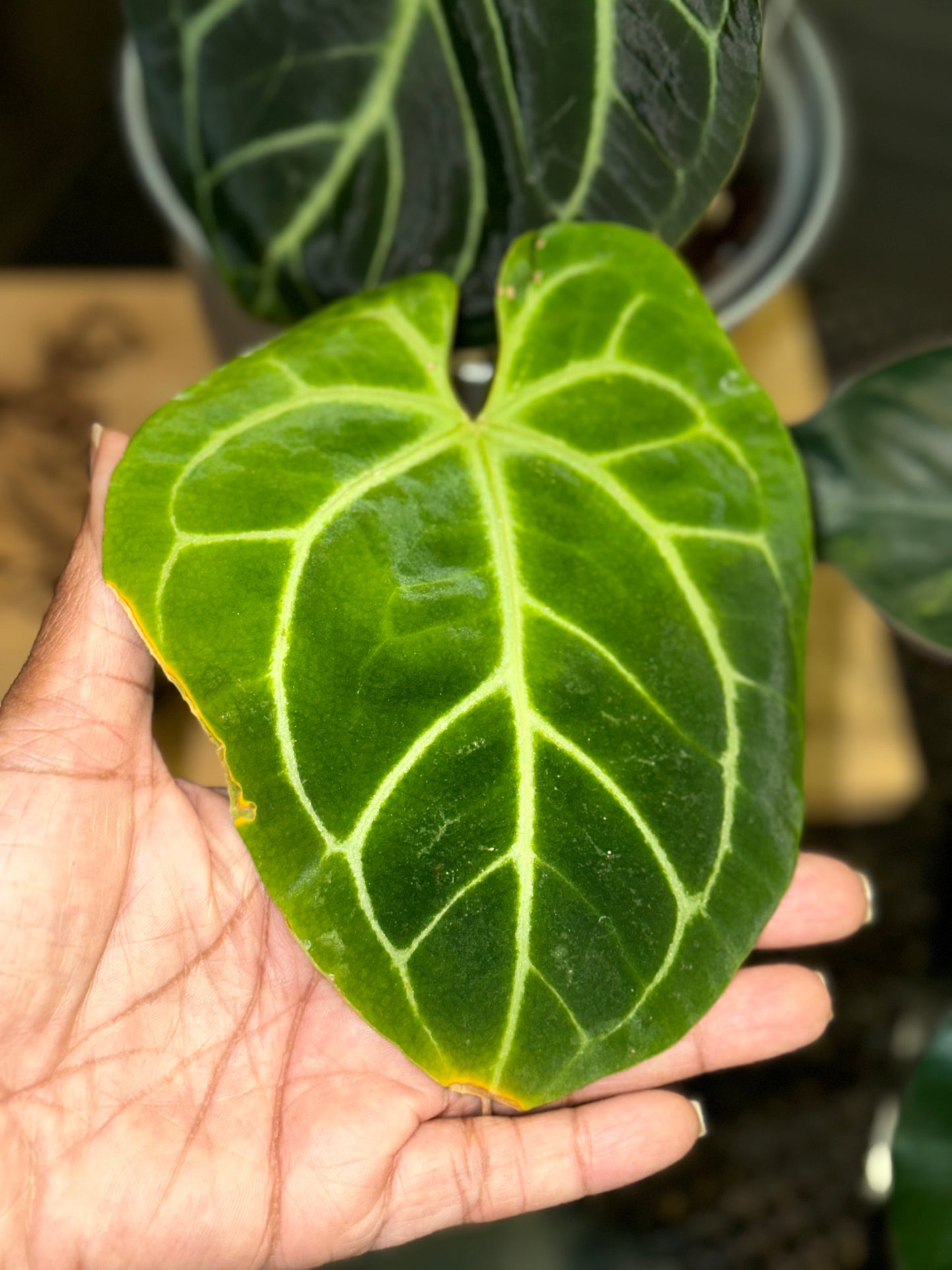 Anthurium Doc Block Brielle X Zara x Besseae Aff Dark Form