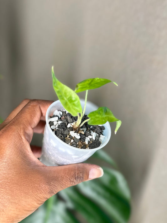 Alocasia Amazonica Aurea Splash - A