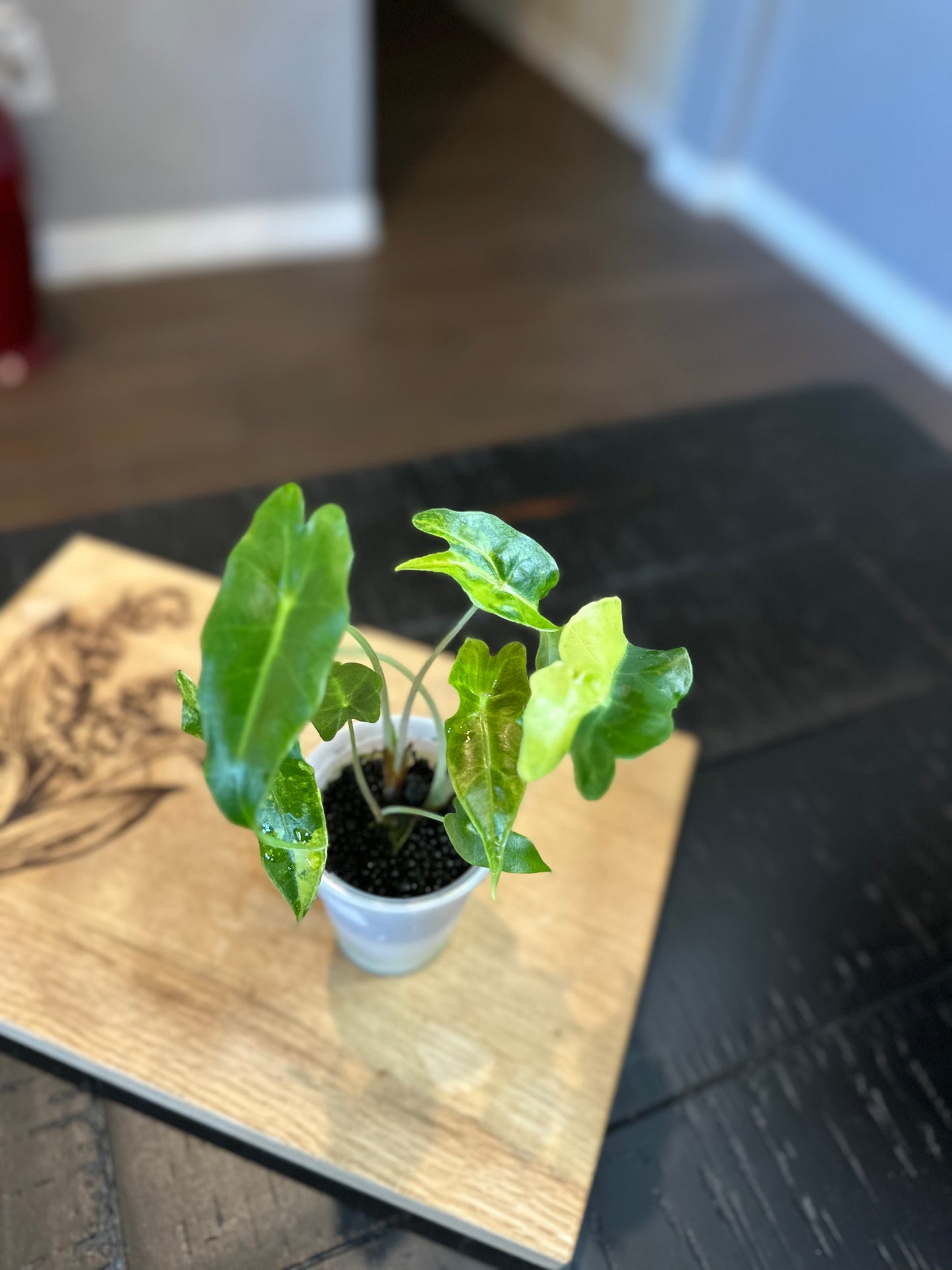 Alocasia Sanderiana Aurea Var.