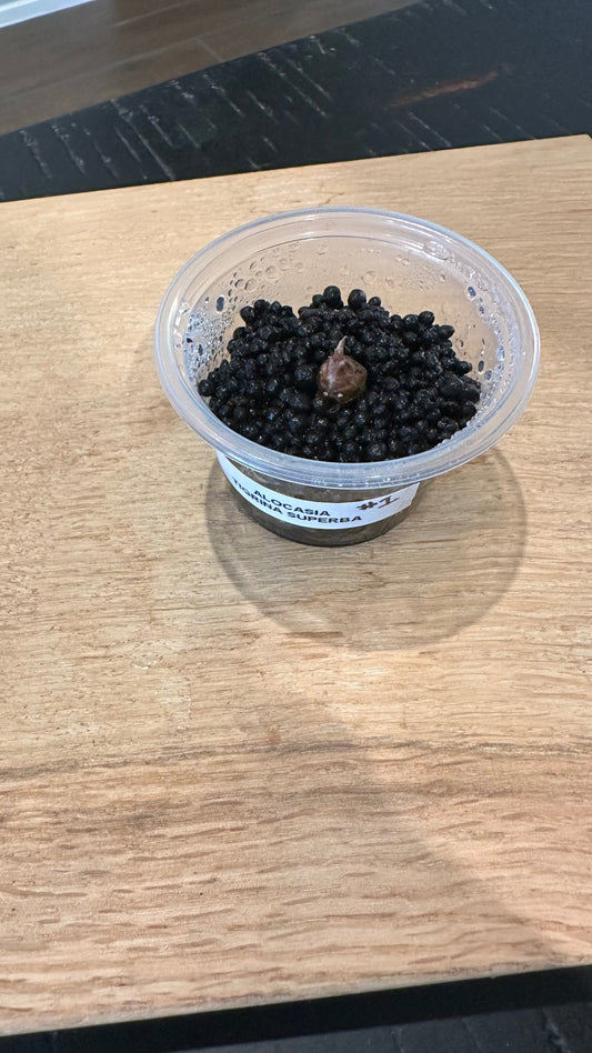 Alocasia Tigrina Superba Variegated CORM #1