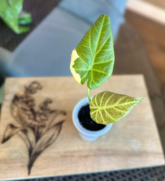 Alocasia Regal Shield Aurea Var. (corm grown) #2