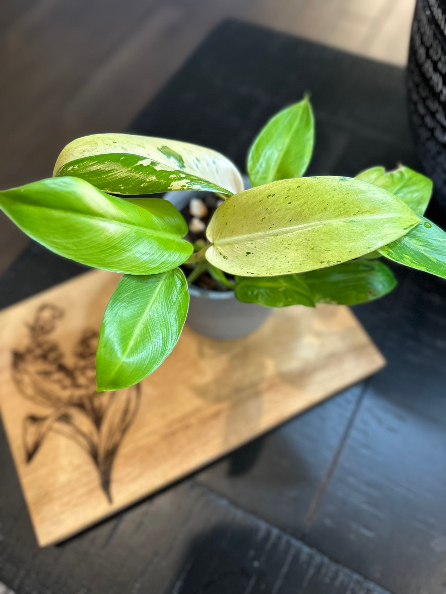 Philodendron Whipple Way (#1)