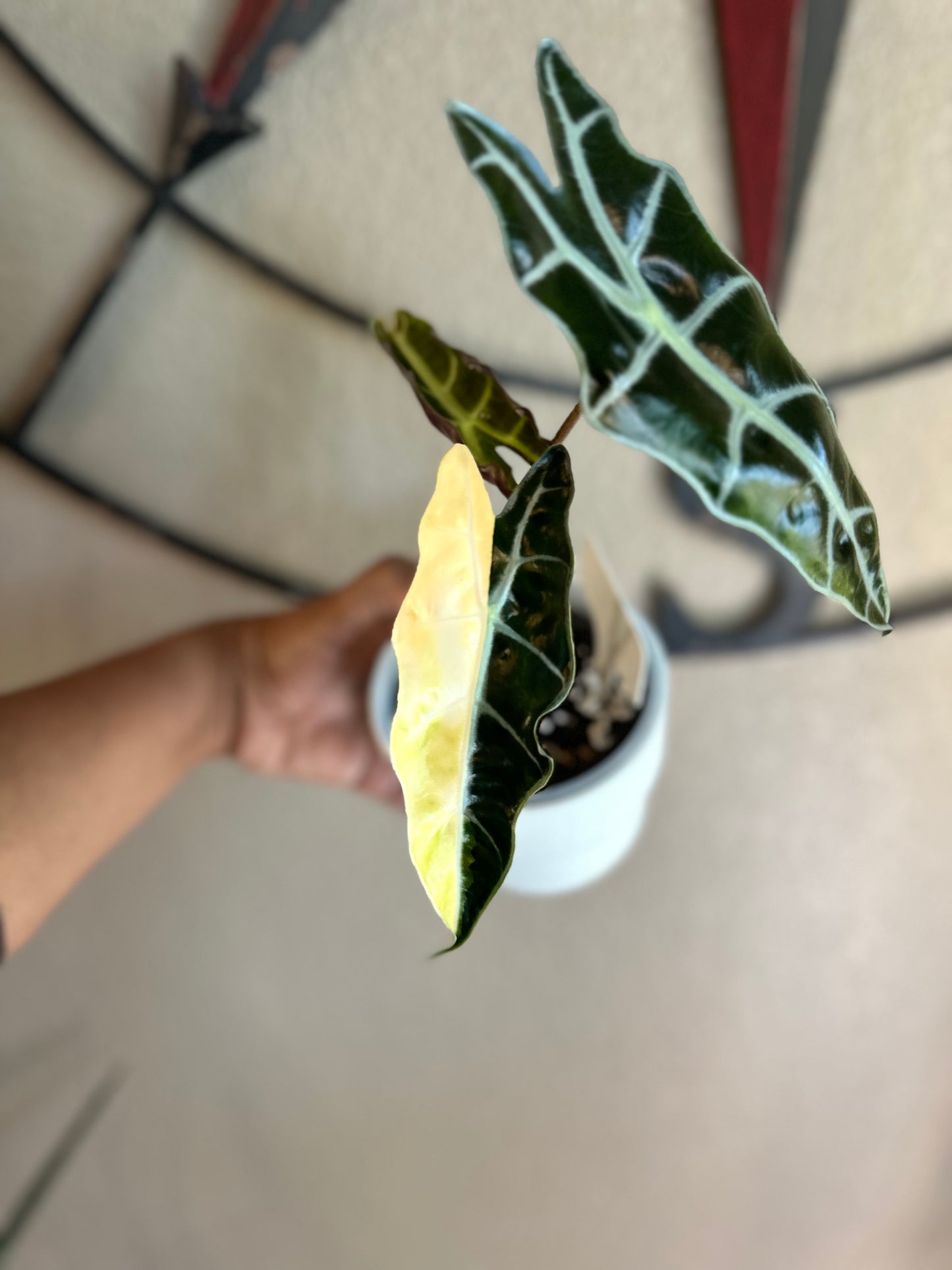 Alocasia Sanderiana Aurea