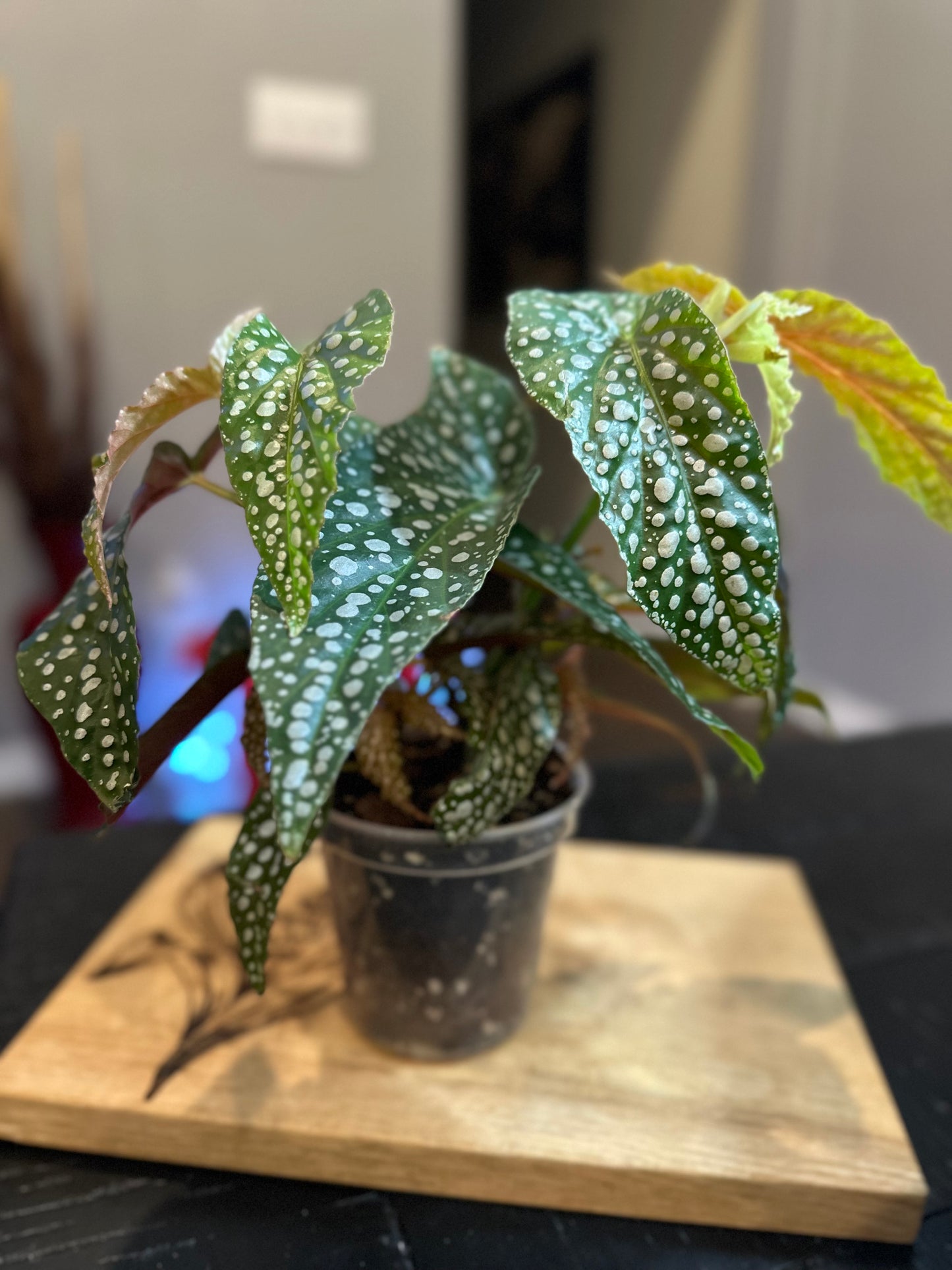 Begonia Maculata #1