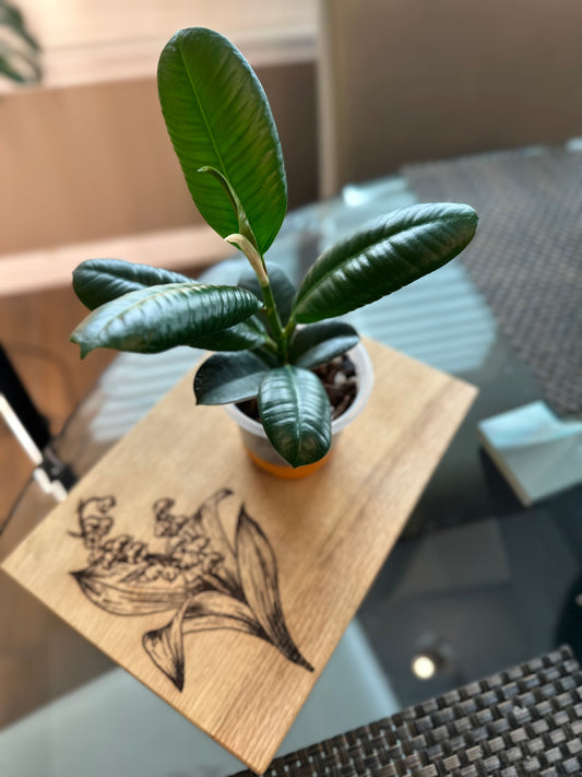 Ficus Sophia