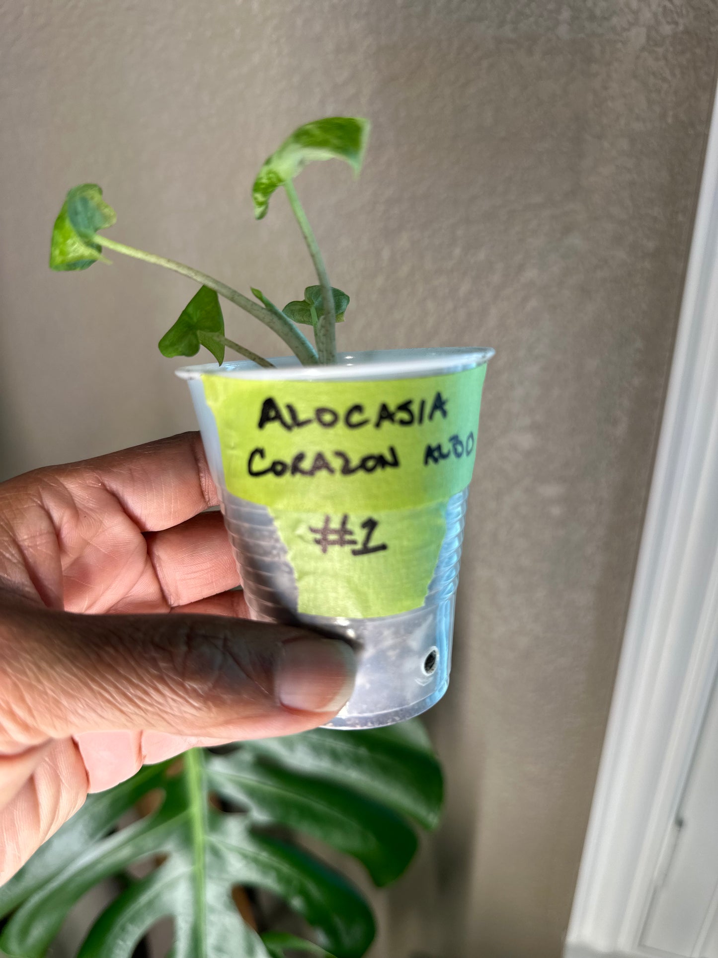 Alocasia Corazon Albo - #1