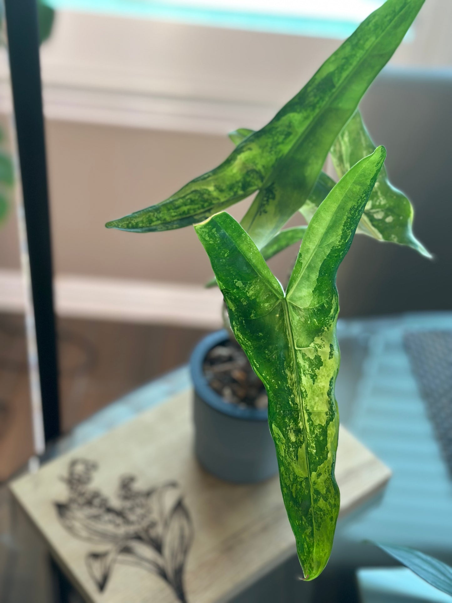 Alocasia Tigrina Superba Variegated (4 inch)