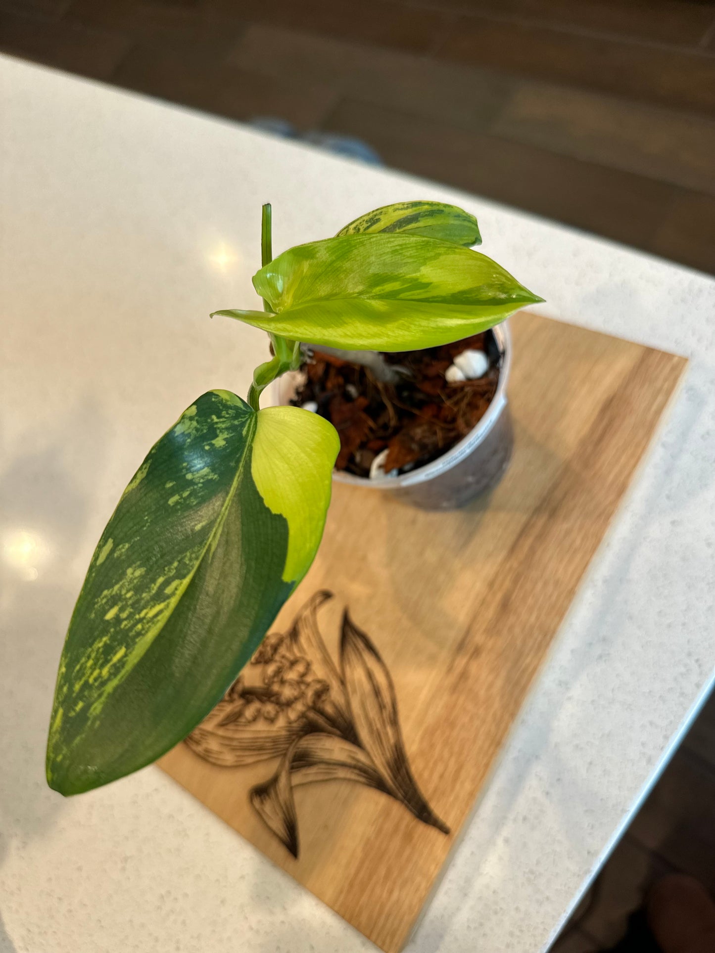 Philodendron Variegated Bipennifolium