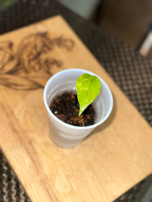 Alocasia Longiloba Albo Pup - #1