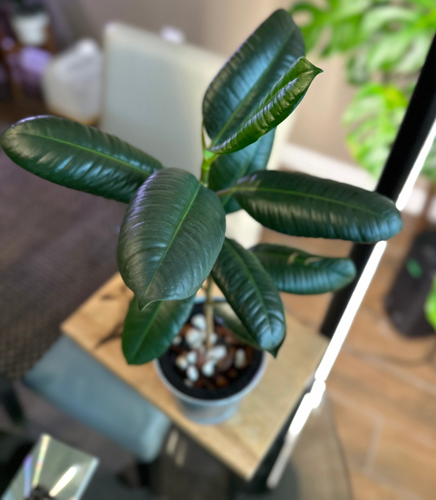 Ficus Elastica (green)