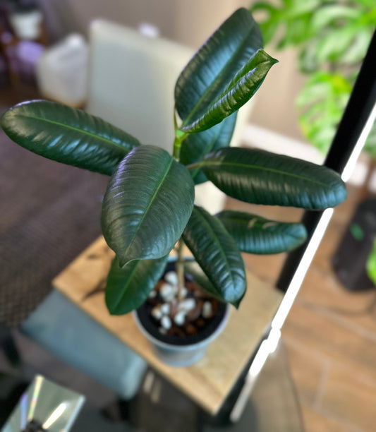 Ficus Elastica (green)