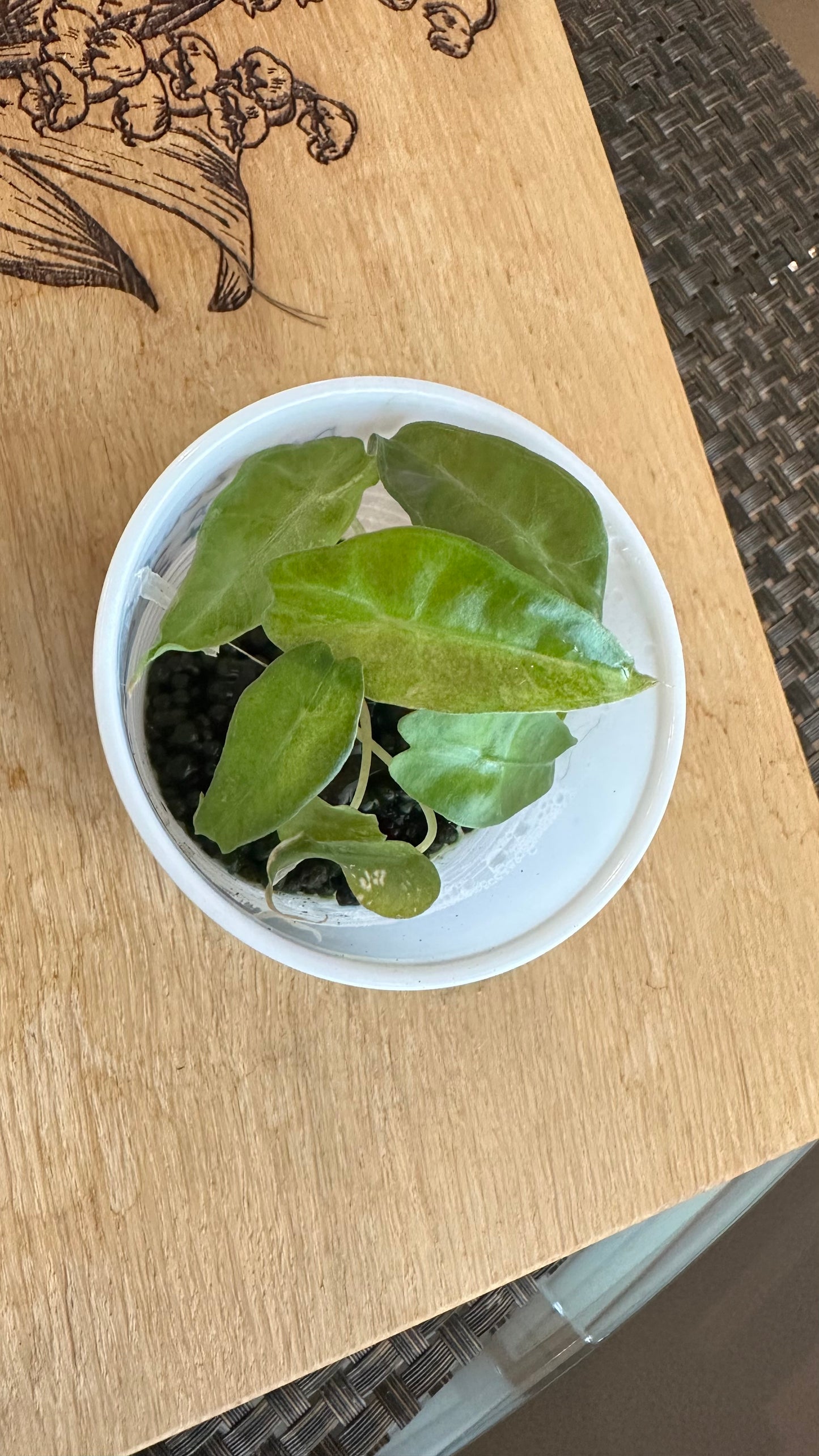 Alocasia Amazonica Aurea Splash - B