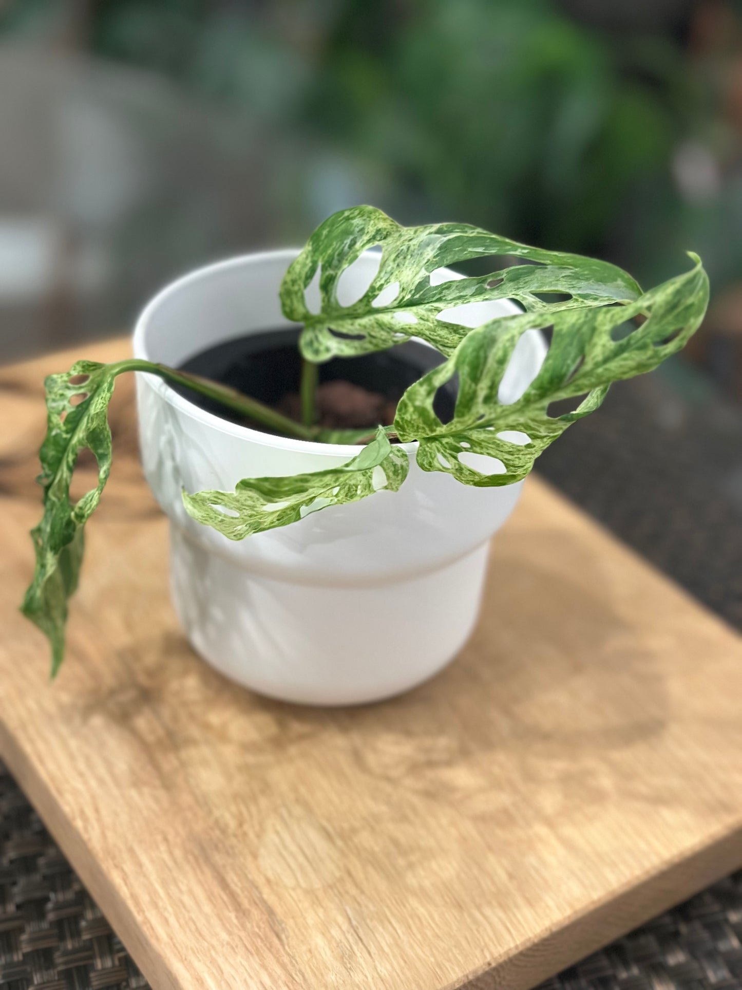 Monstera Adasonii Mottled -C