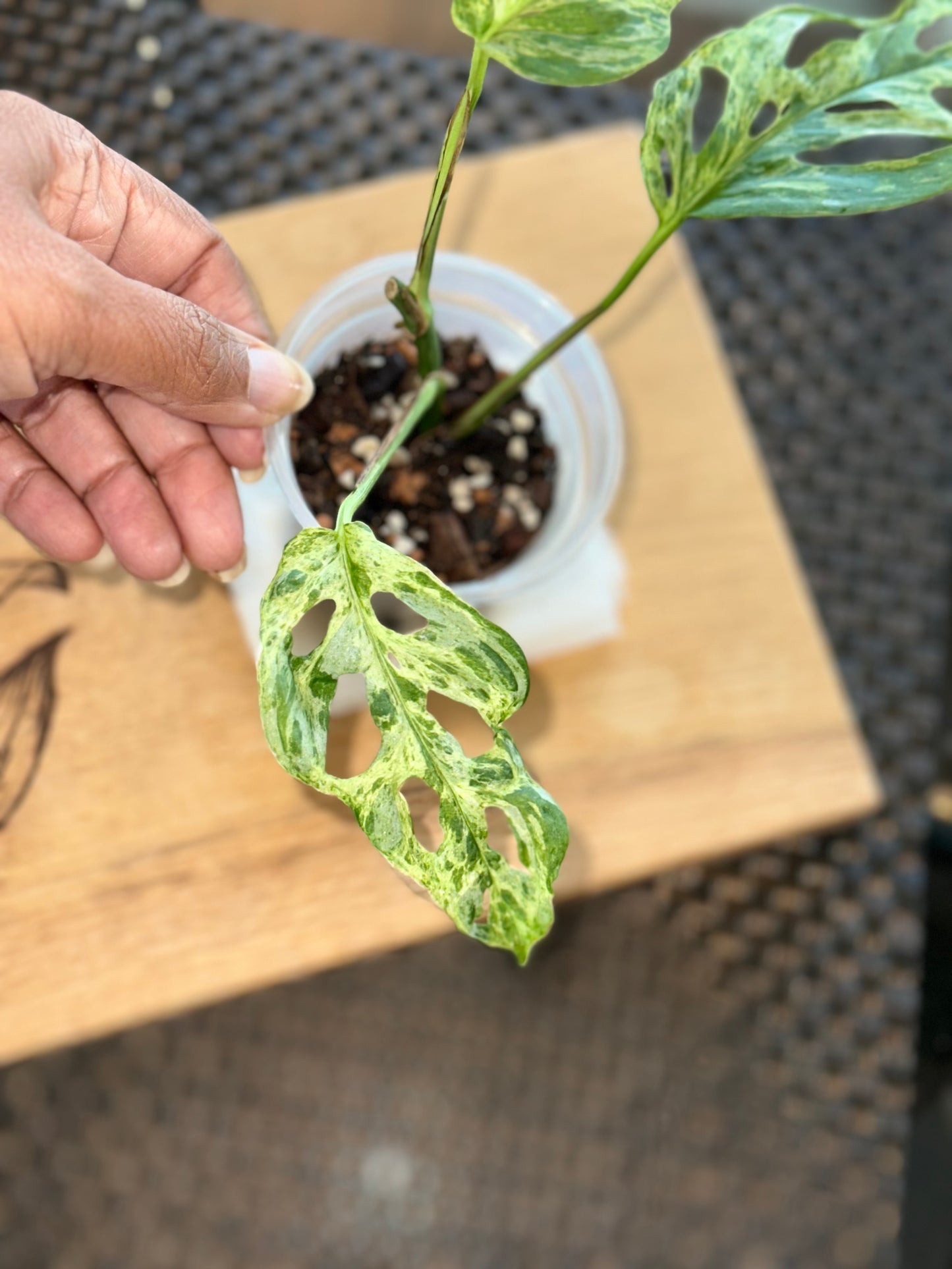Monstera Adasonii Mottled -A
