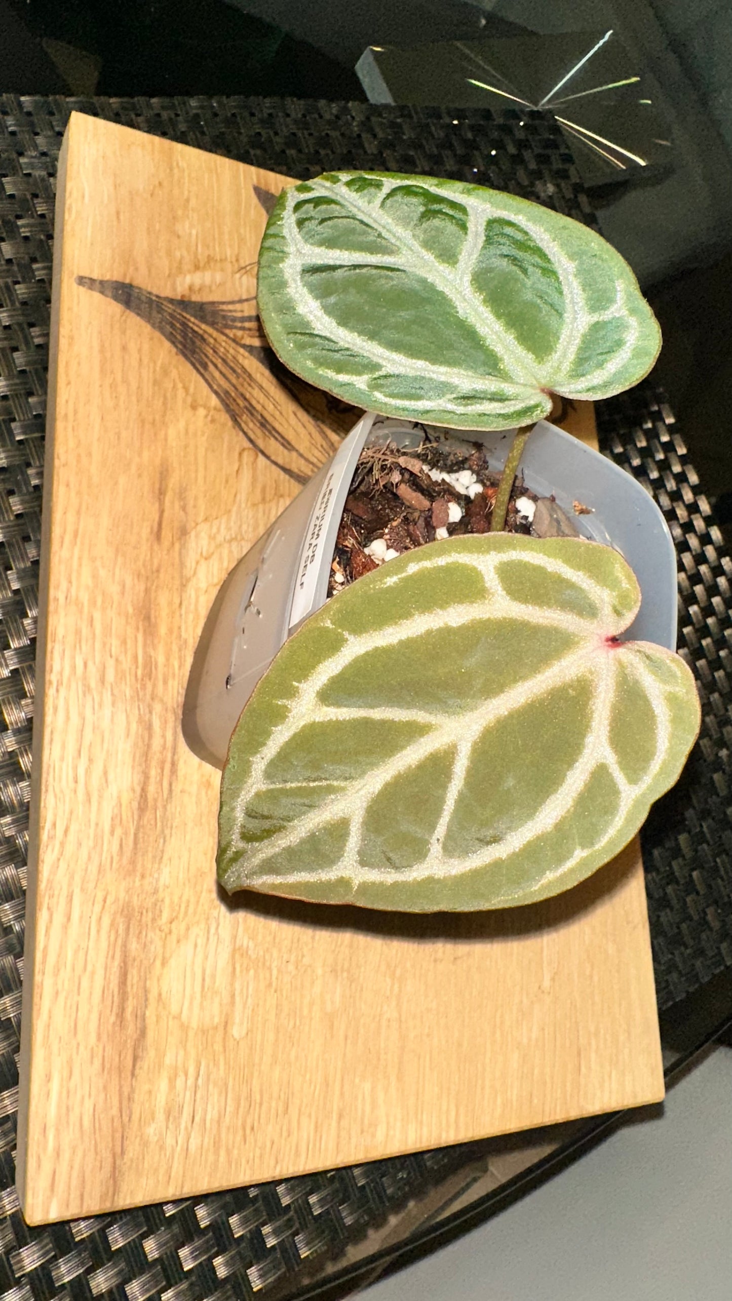 Anthurium Doc Block Brielle X Zara Self - #1