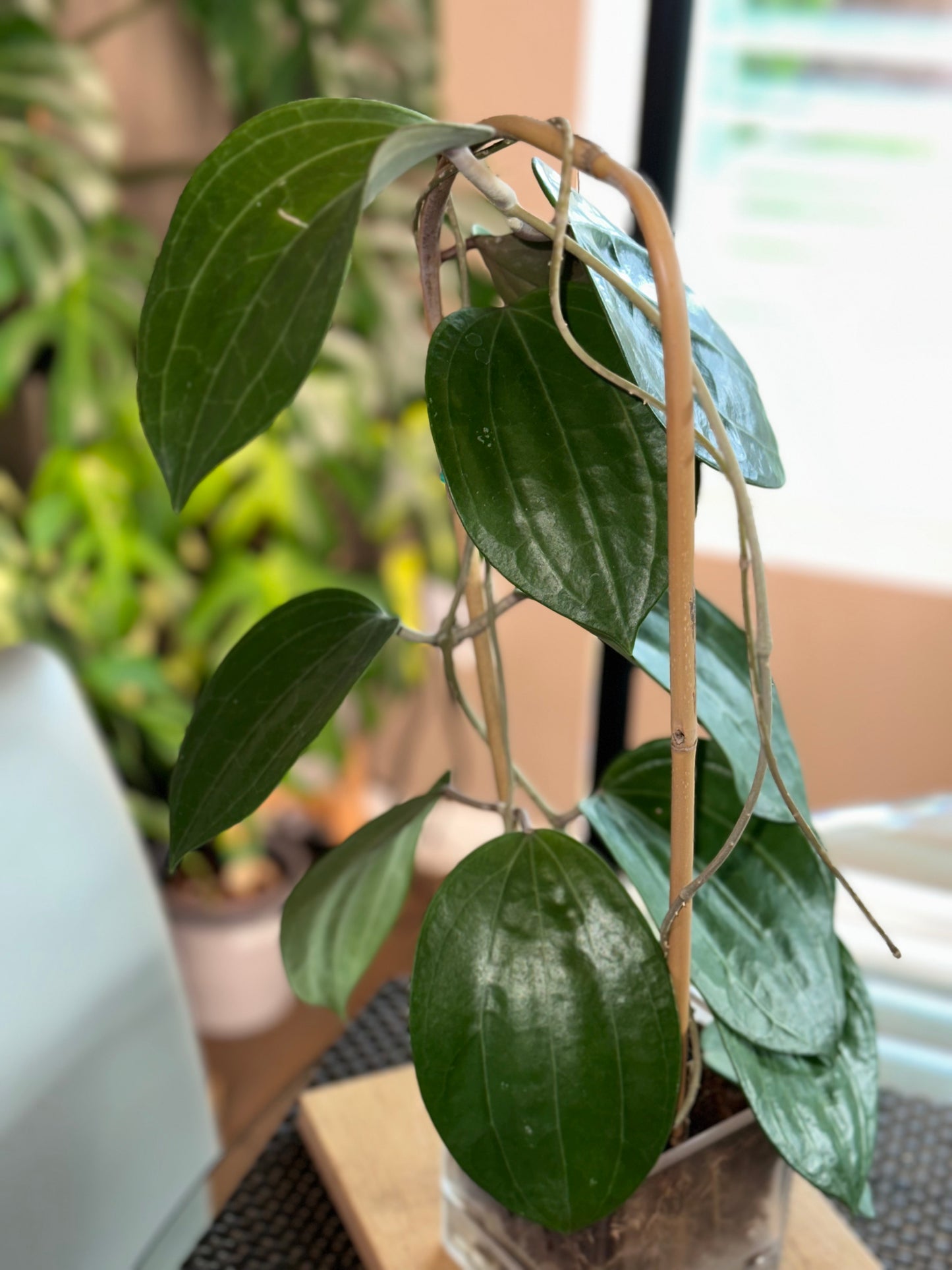 Hoya Latifolia Dinner Plate XL