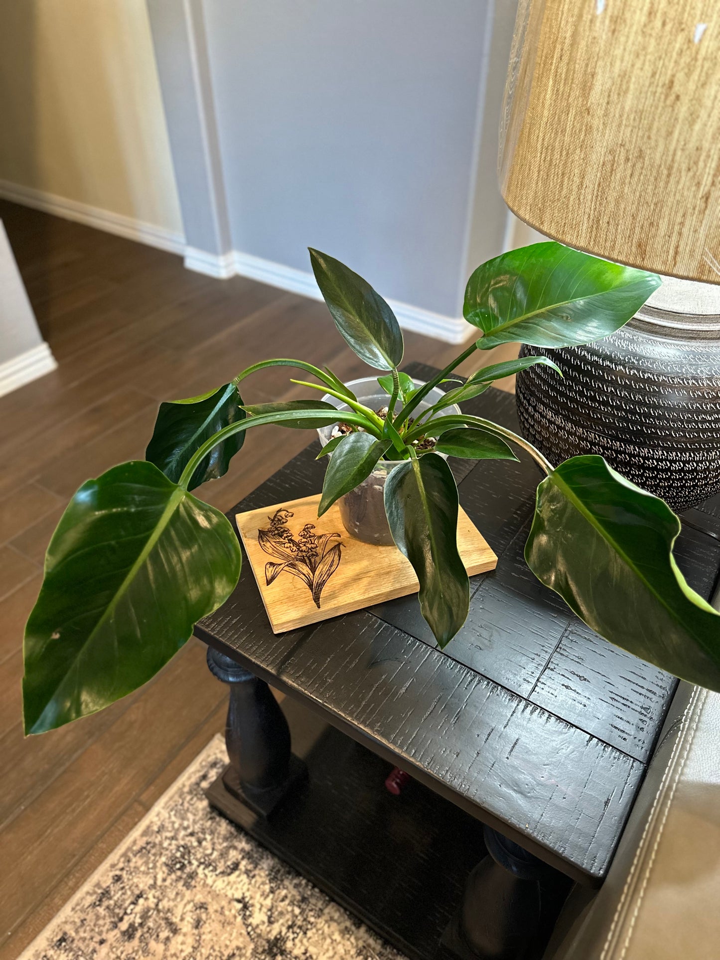 Philodendron Green Congo #2