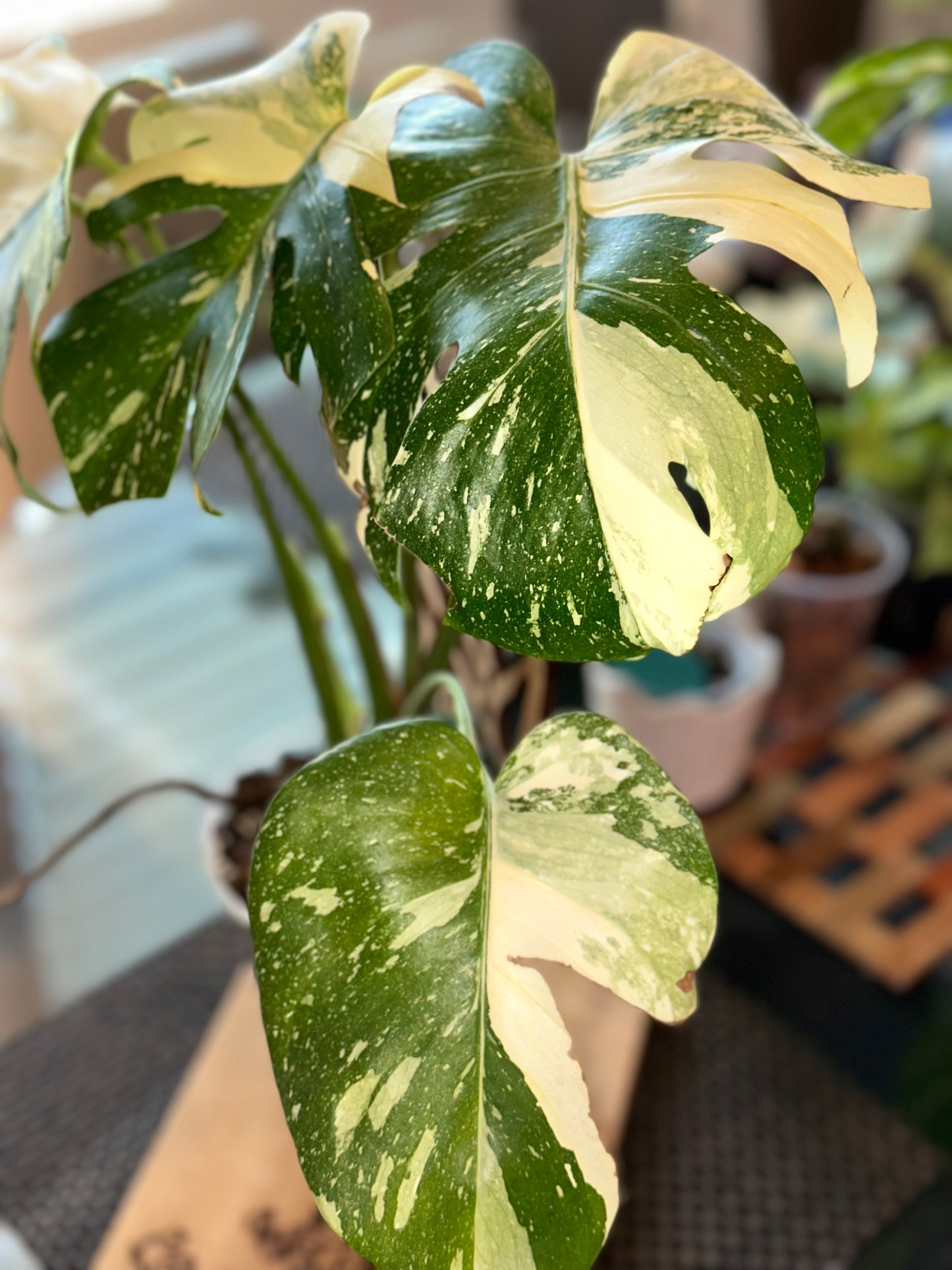Monstera Thai Constellation - high variegation