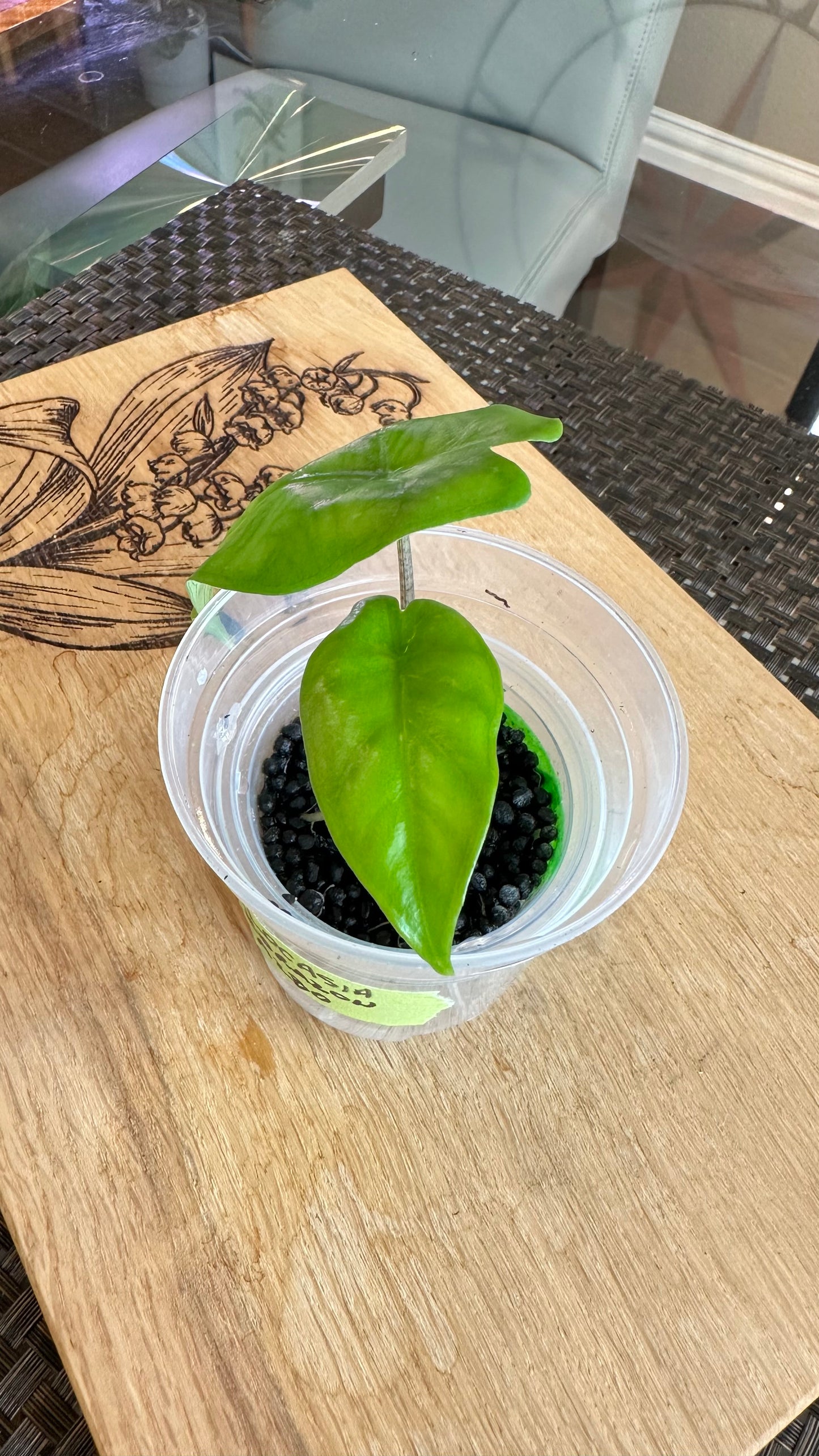 Alocasia Corazon Albo Pup - #3