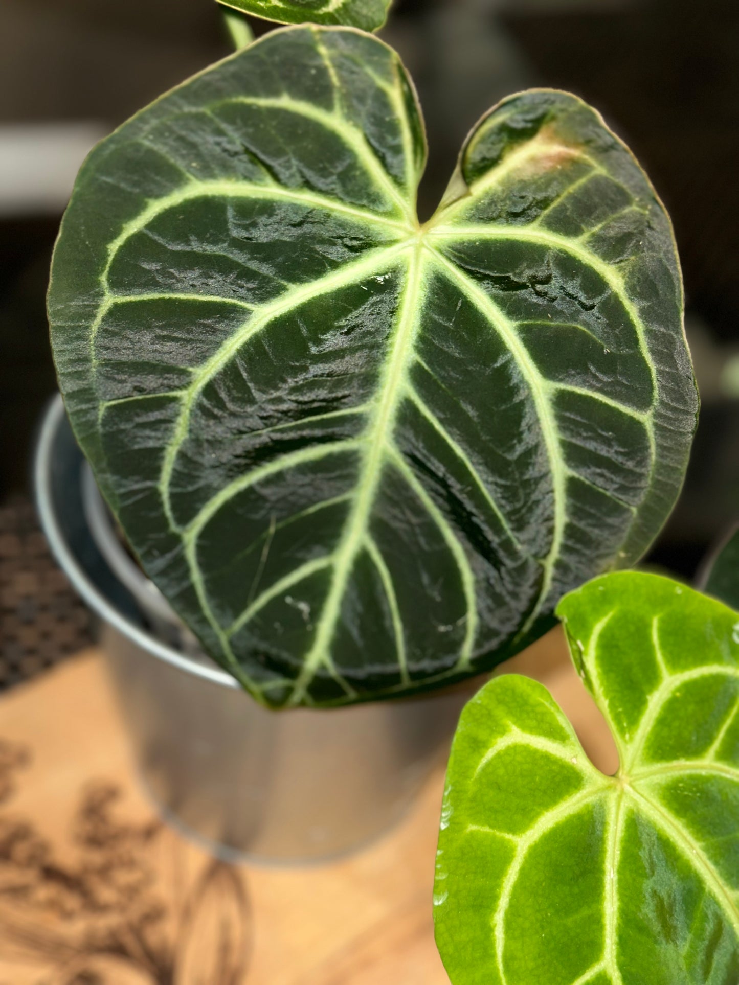 Anthurium Doc Block Brielle X Zara x Besseae Aff Dark Form