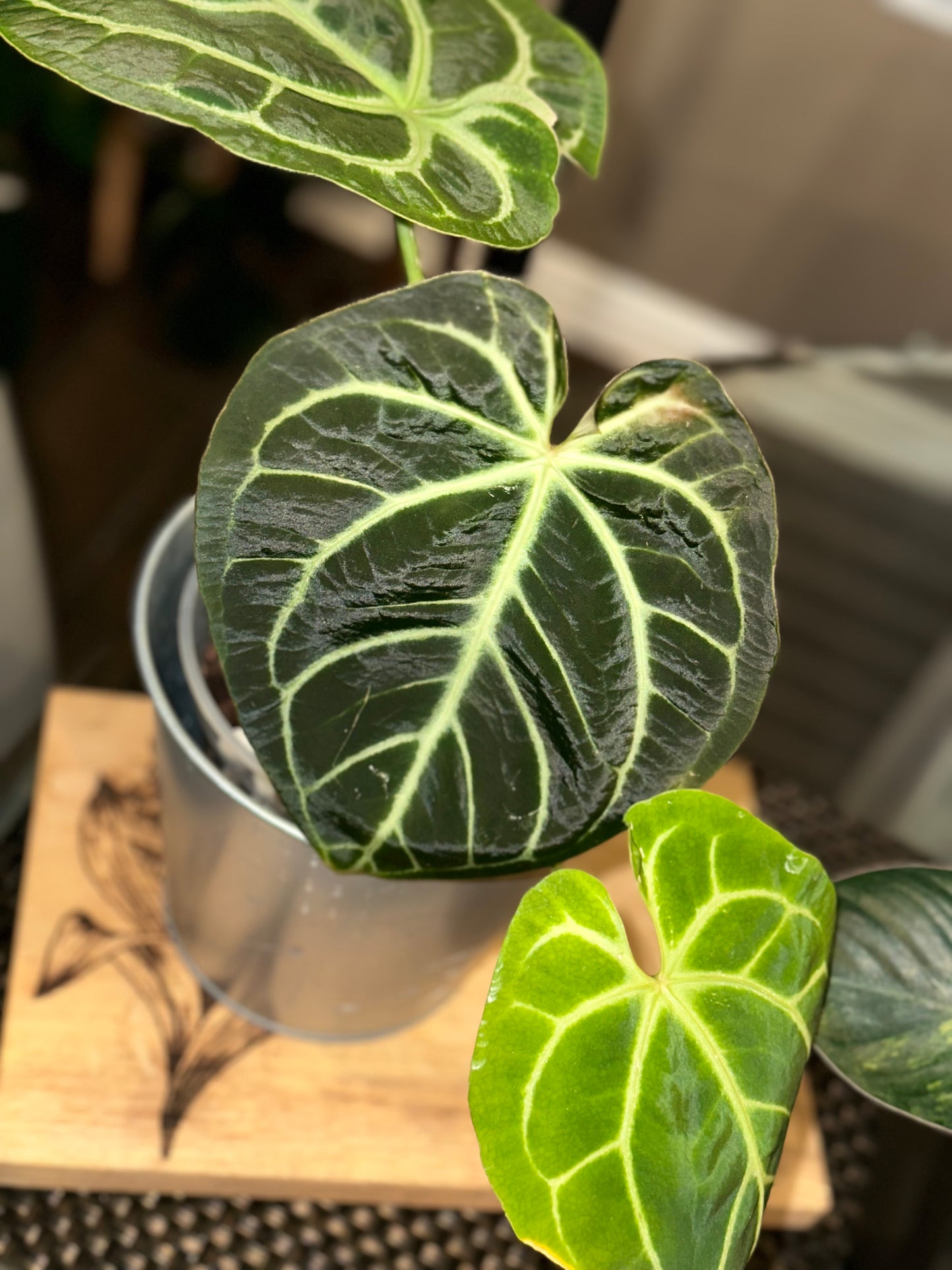 Anthurium Doc Block Brielle X Zara x Besseae Aff Dark Form