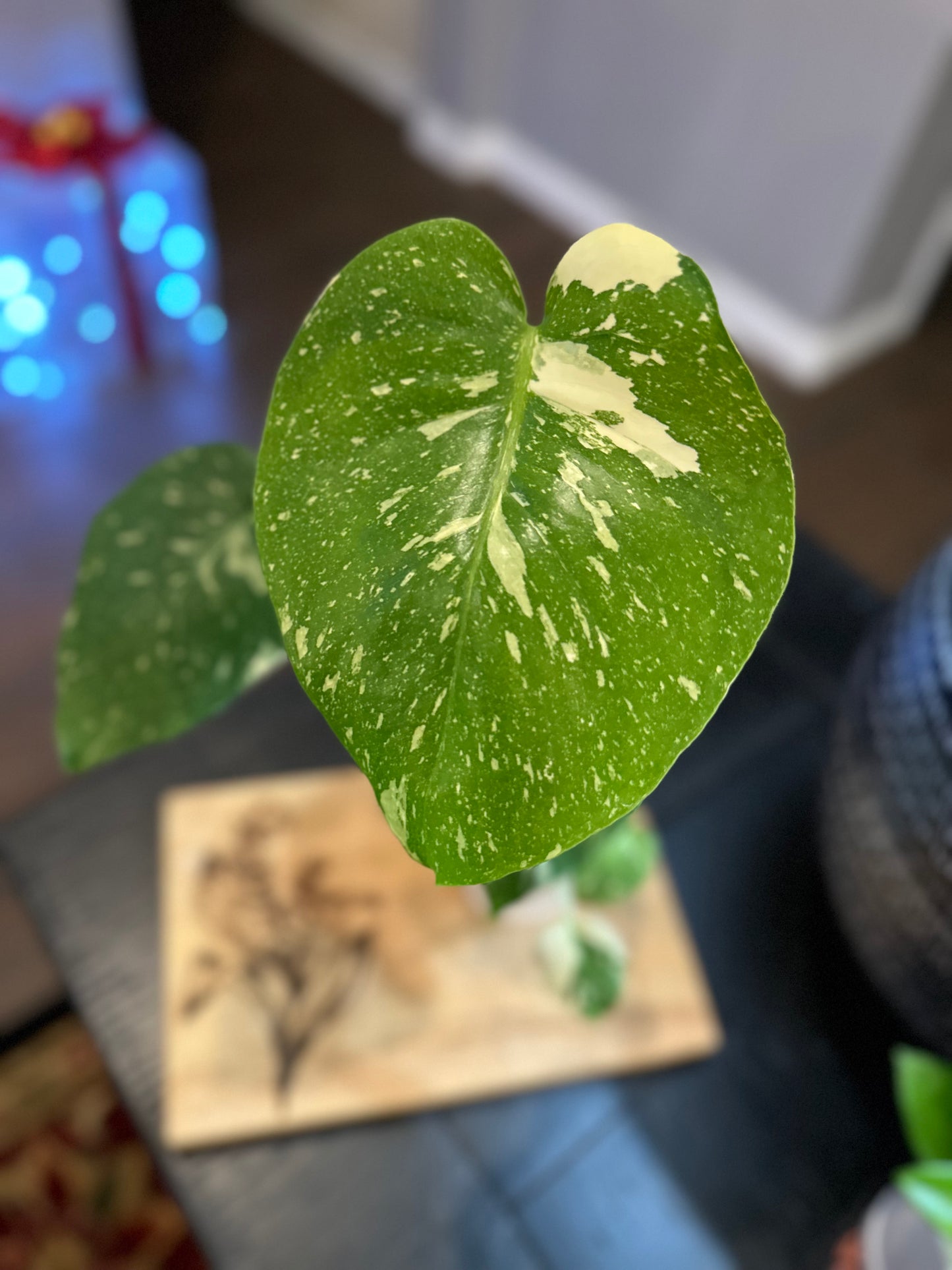 Monstera Crème Brûlée #2