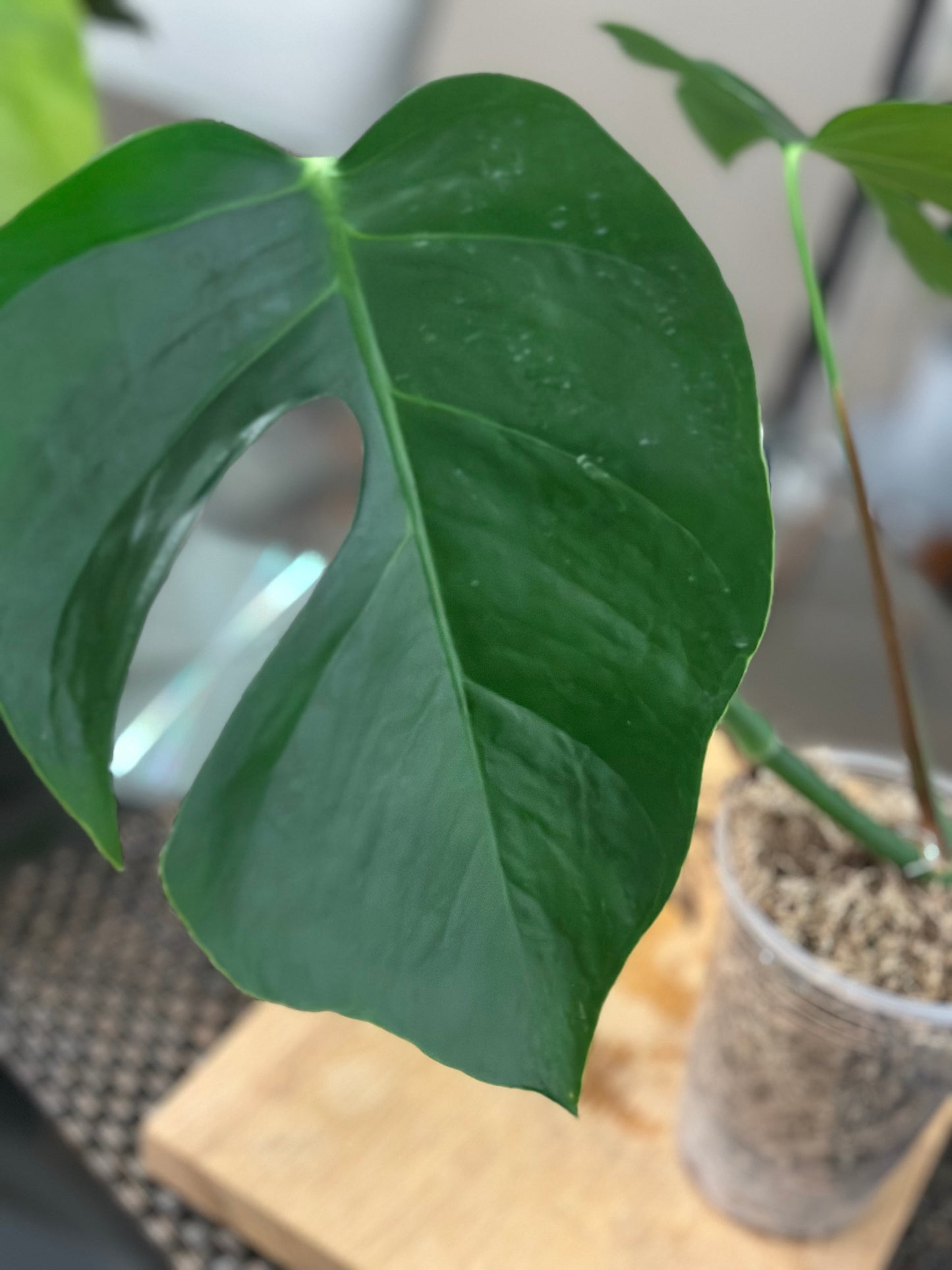 Monstera Sierrana - #2