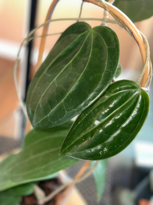 Hoya Latifolia Dinner Plate XL