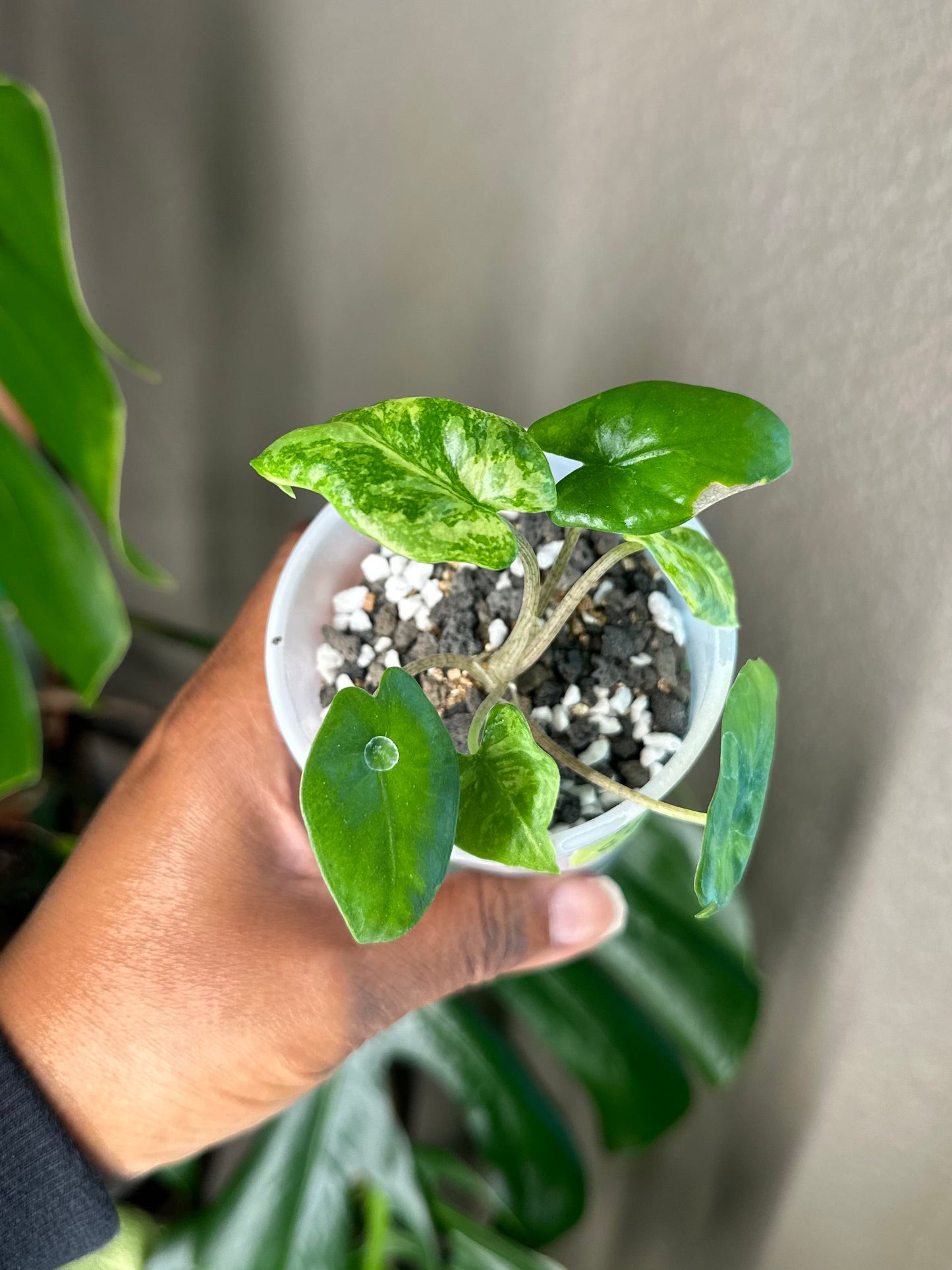 Alocasia Corazon Albo - #8