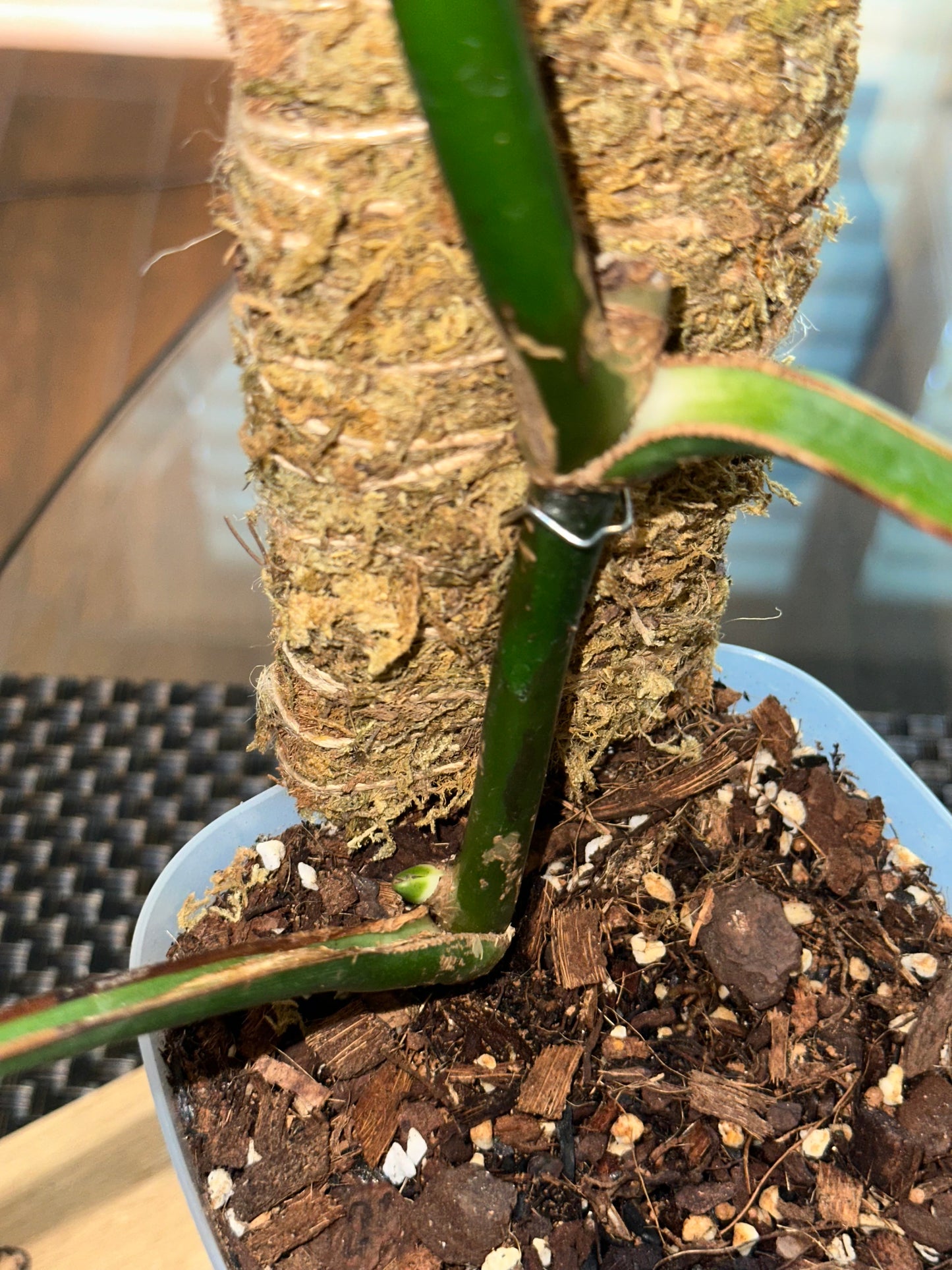 Monstera Sierrana - #4