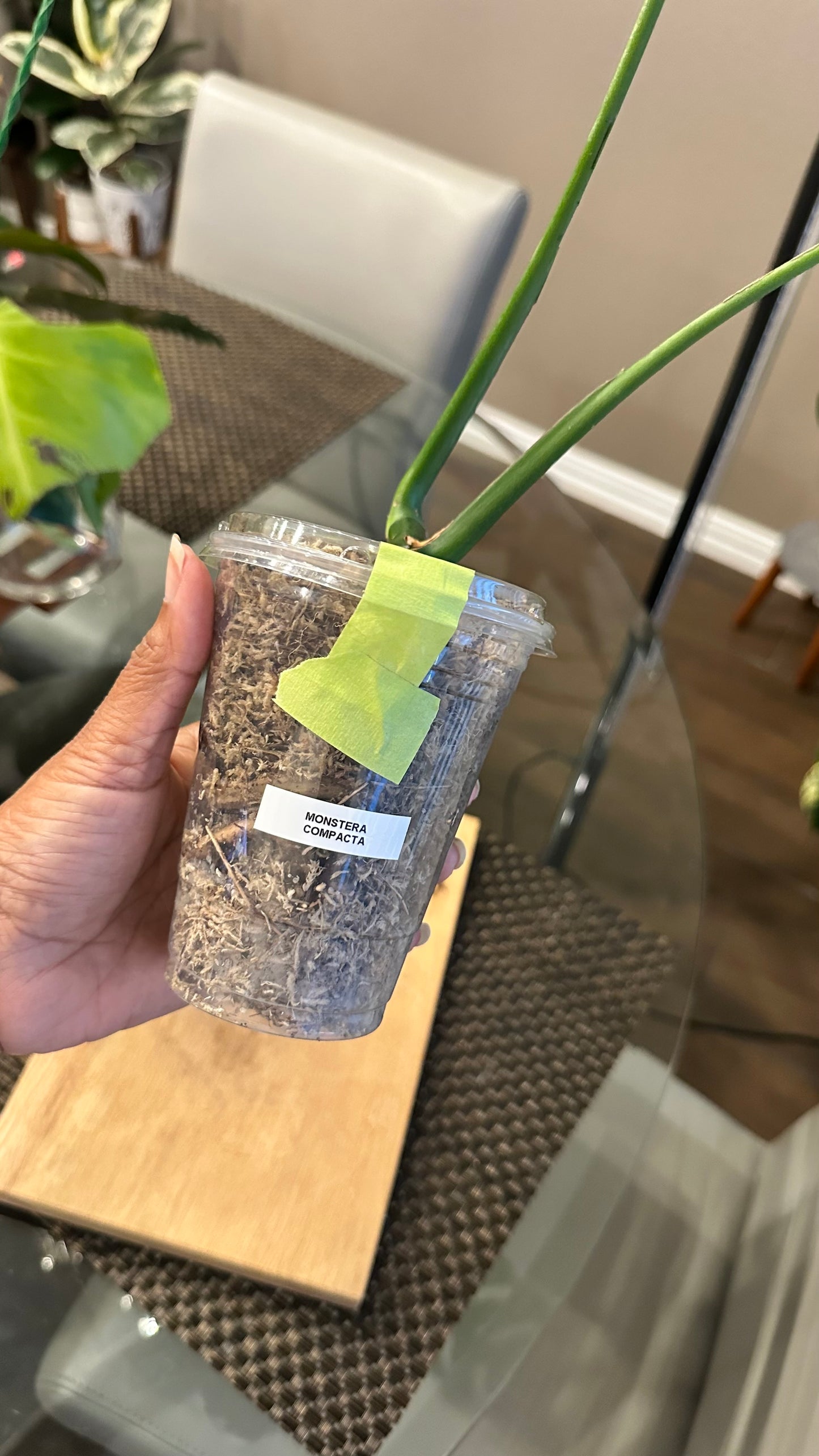 Monstera Compacta - #1