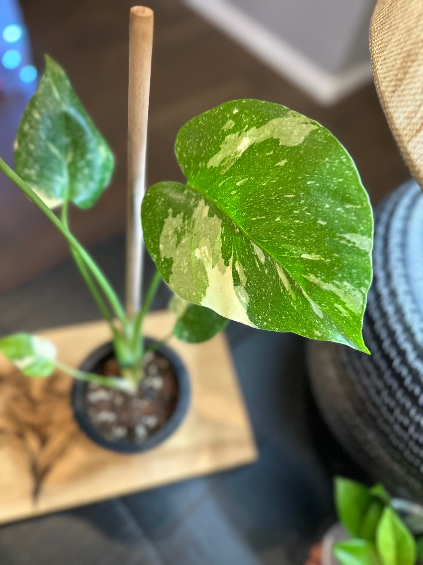 Monstera Crème Brûlée #1