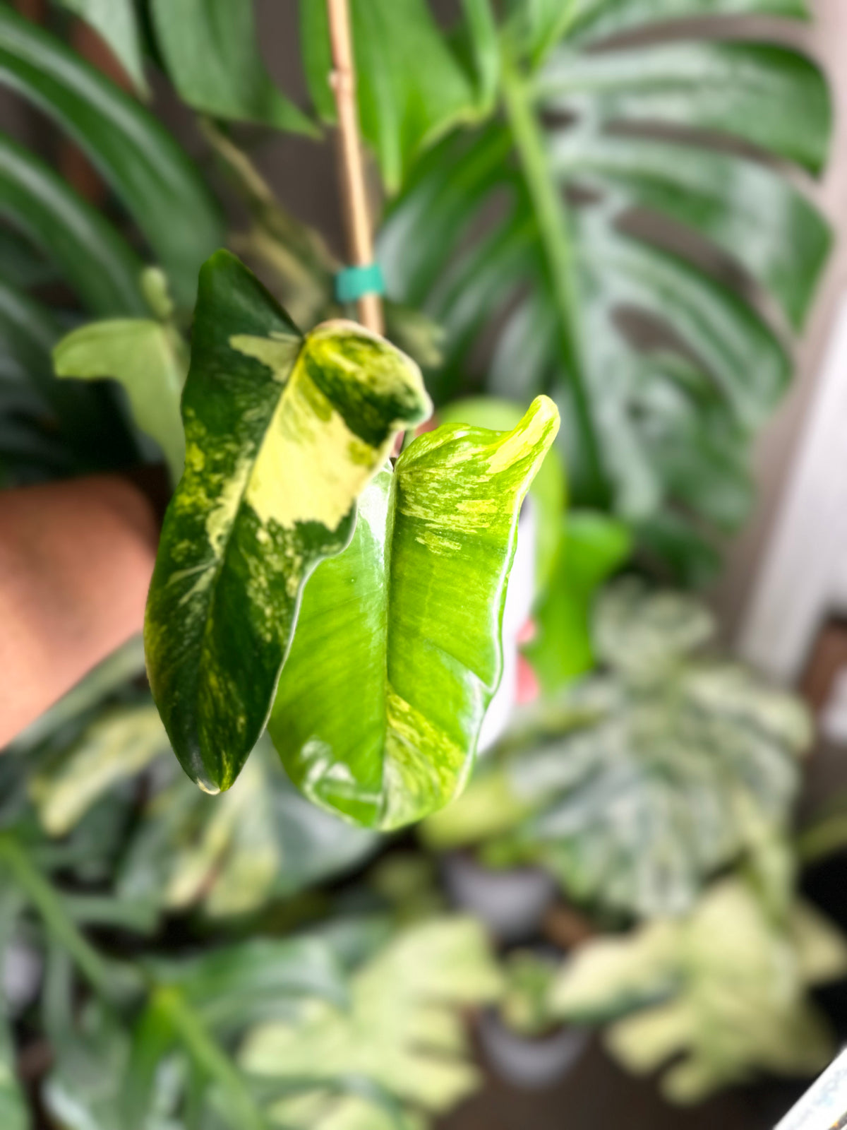 Philodendron Florida Beauty x Mayoi