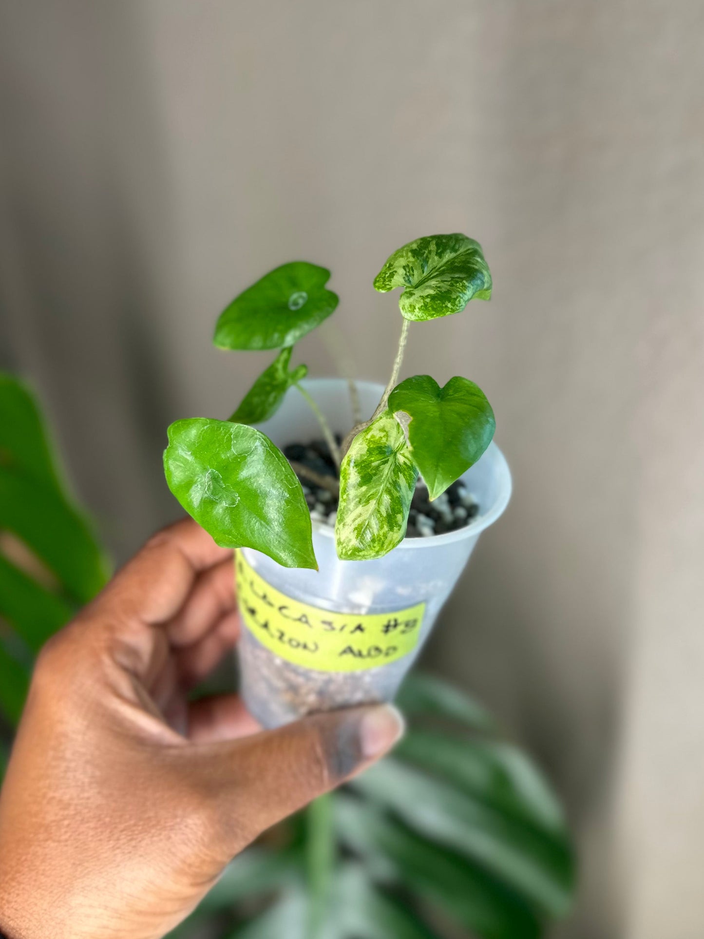 Alocasia Corazon Albo - #8