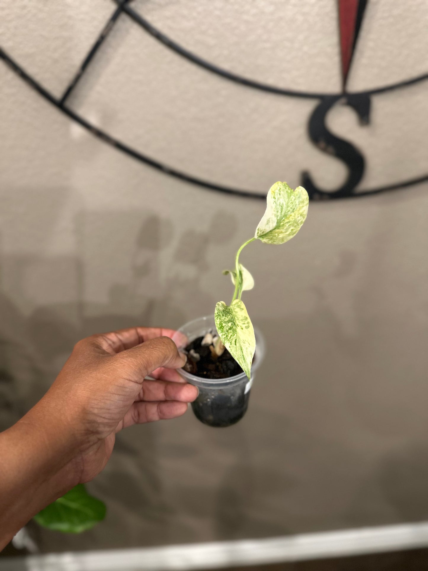 Monstera Green Snow