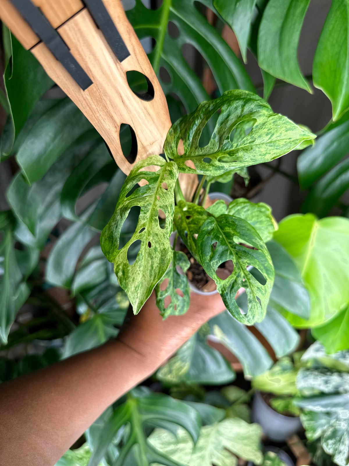 Monstera Adansonii Mottled - C