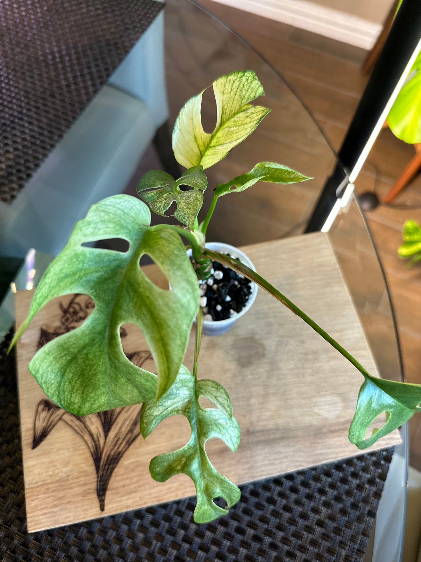 Rhaphidophora Tetrasperma White Monster