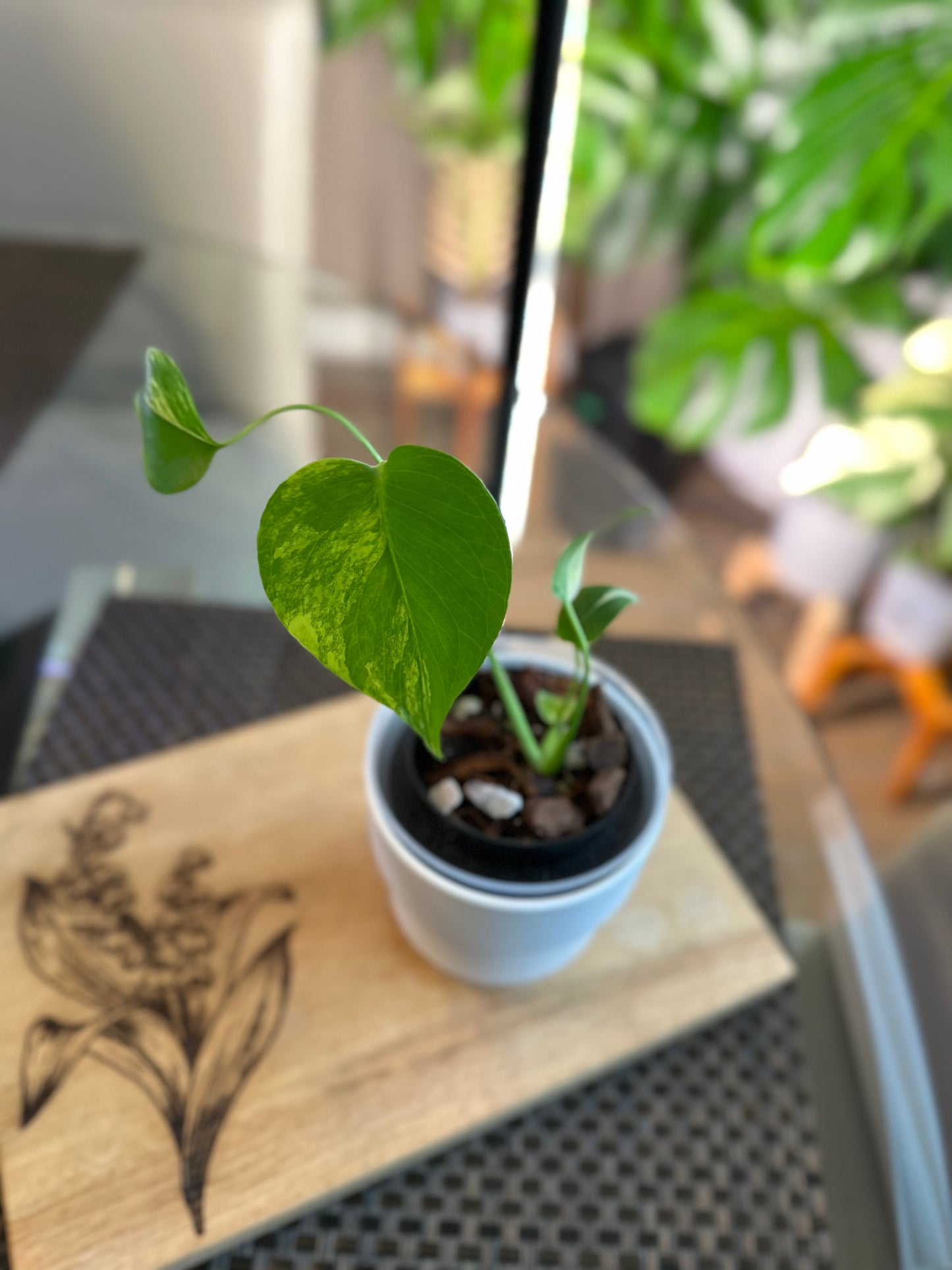 Monstera Yellow Marilyn